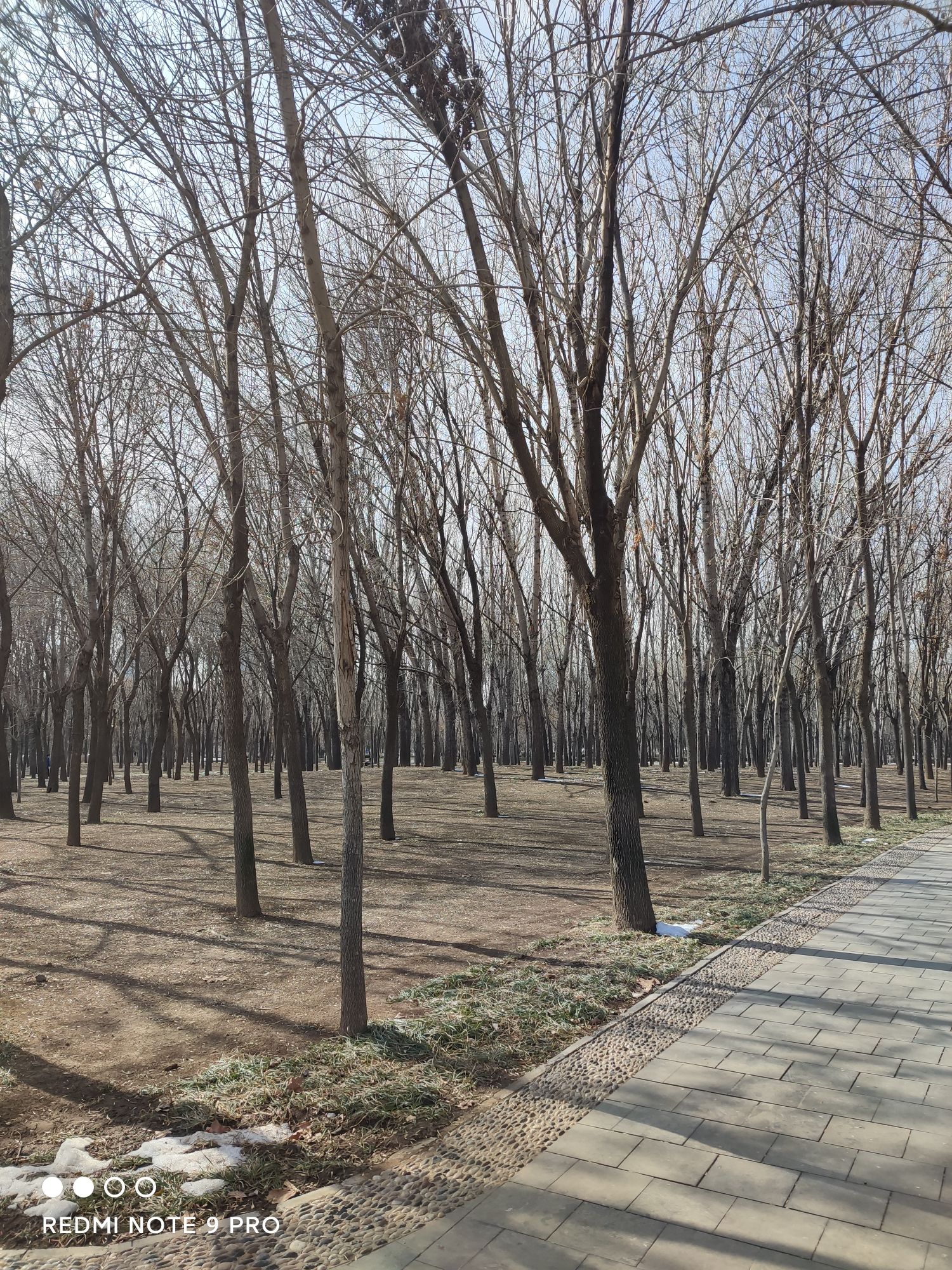 五村遗址森林公园旅行图片