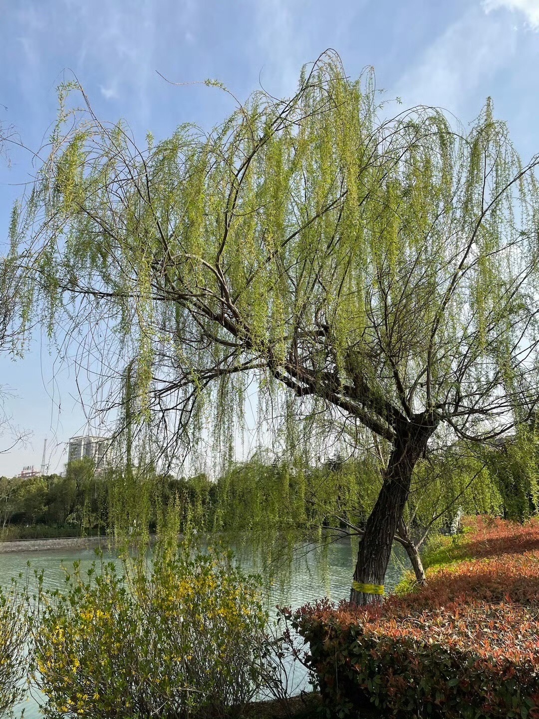 瑶海公园旅行图片