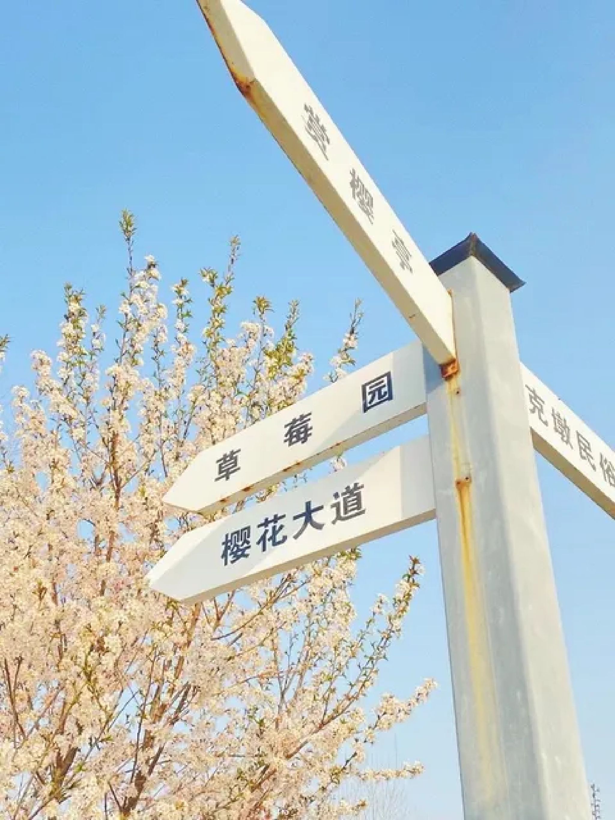 合肥生态公园旅行图片