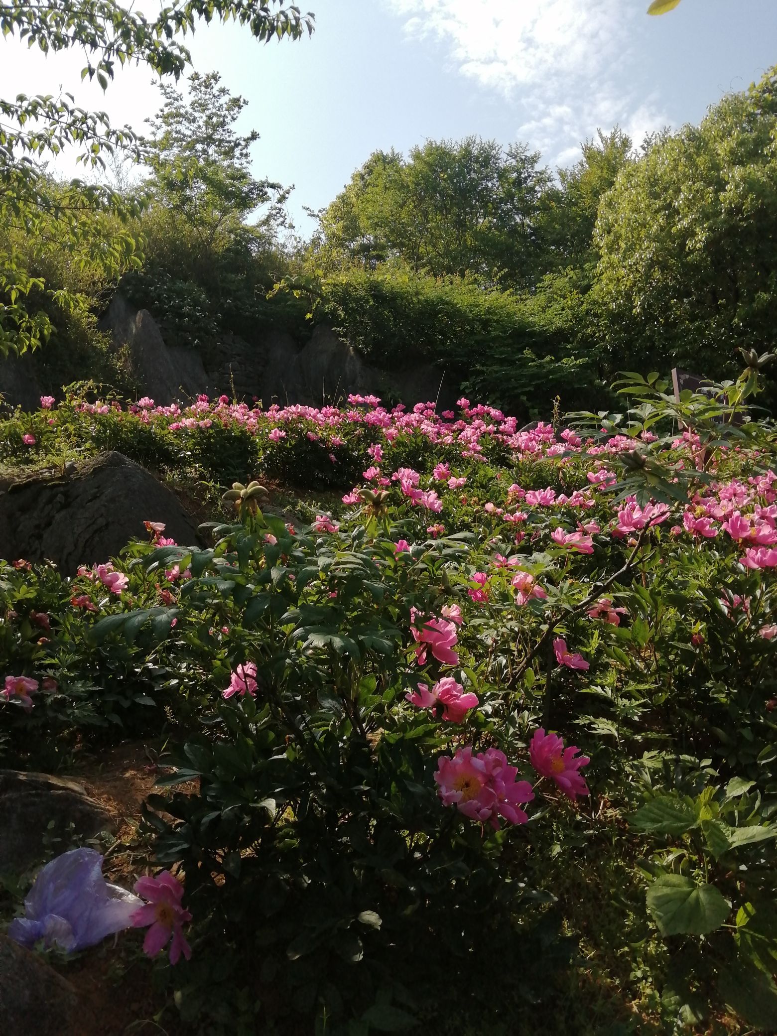 丫山花海石林风景区
