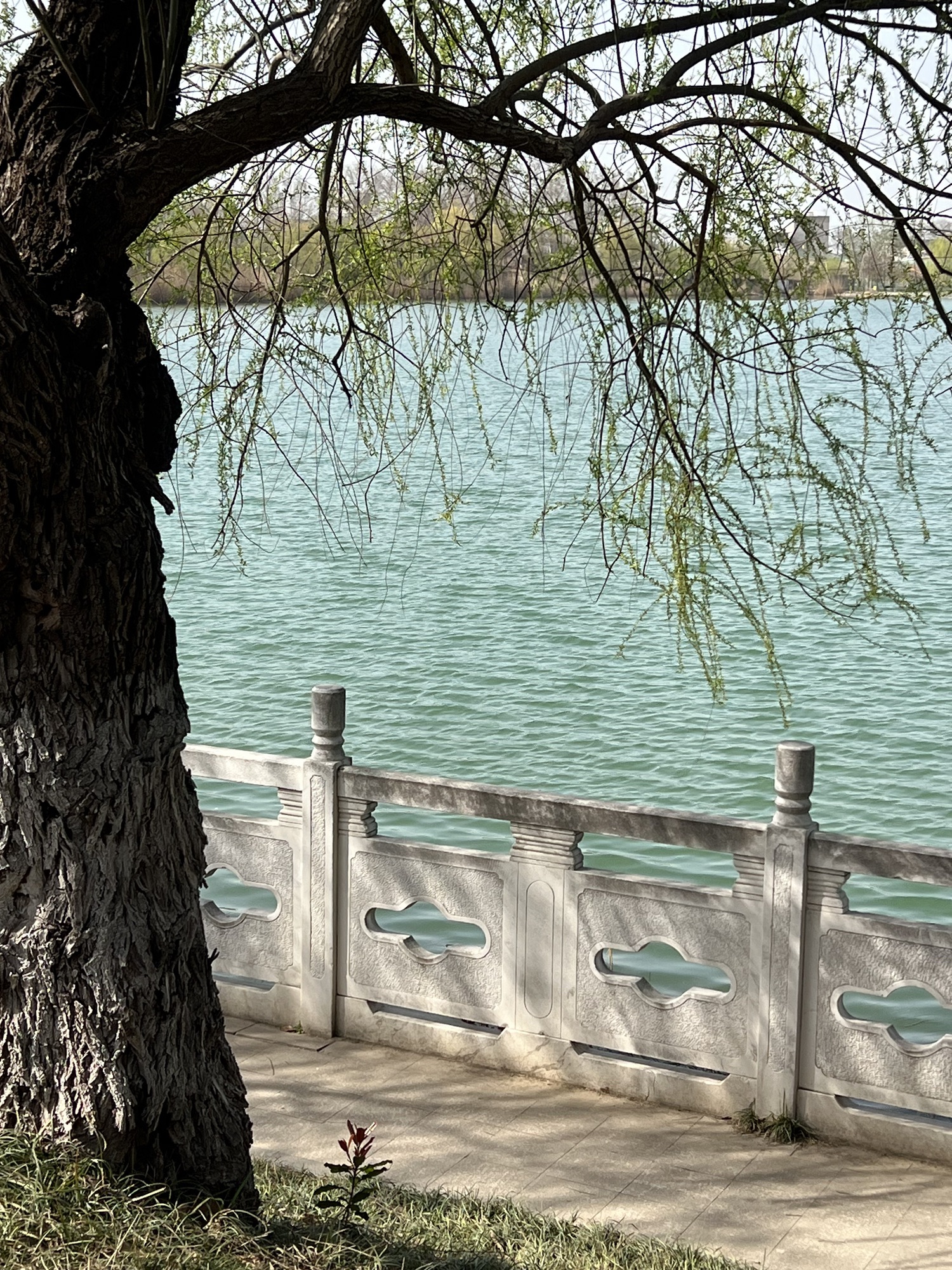 龙湖公园旅行图片