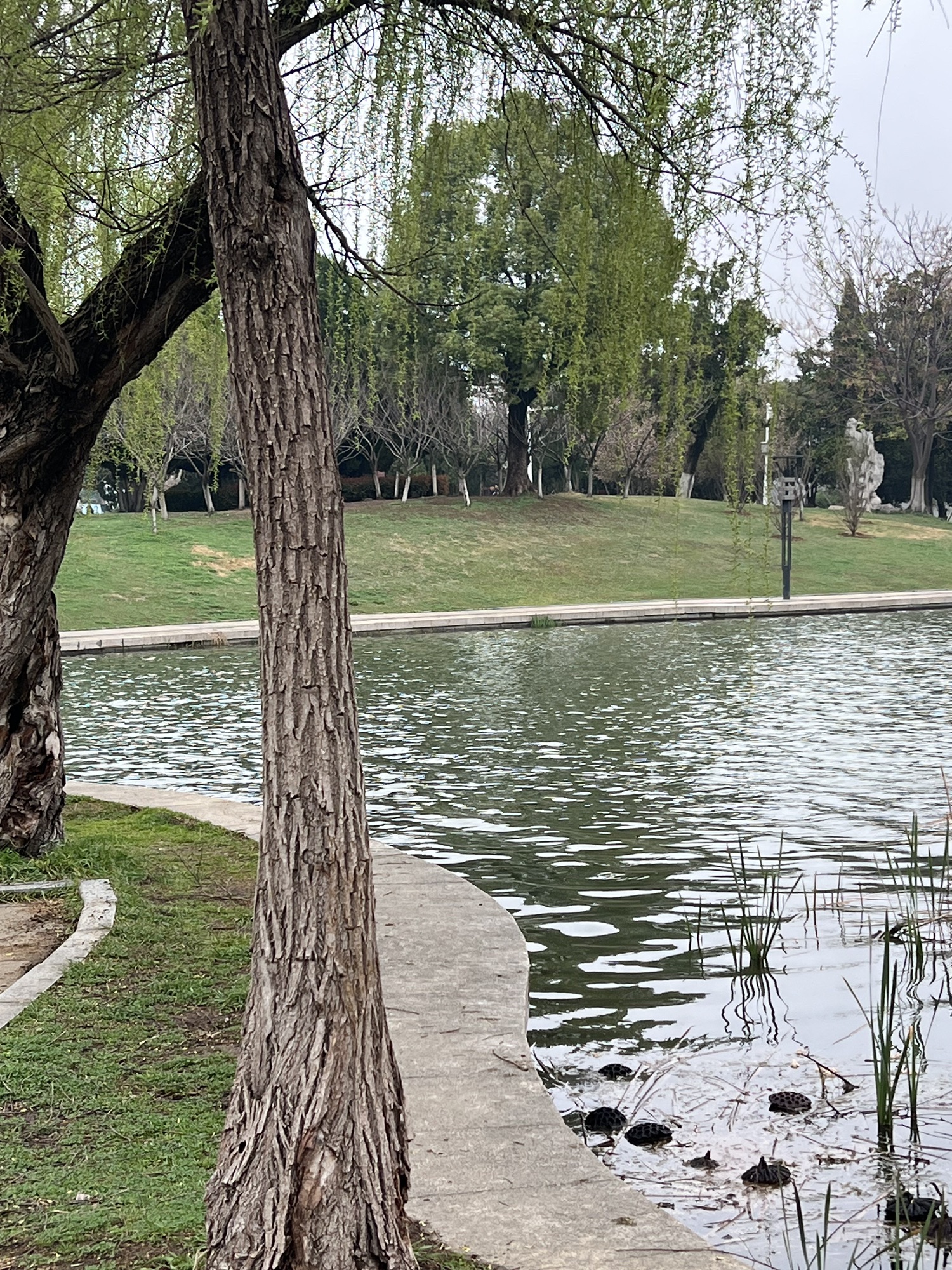 龙湖公园旅行图片