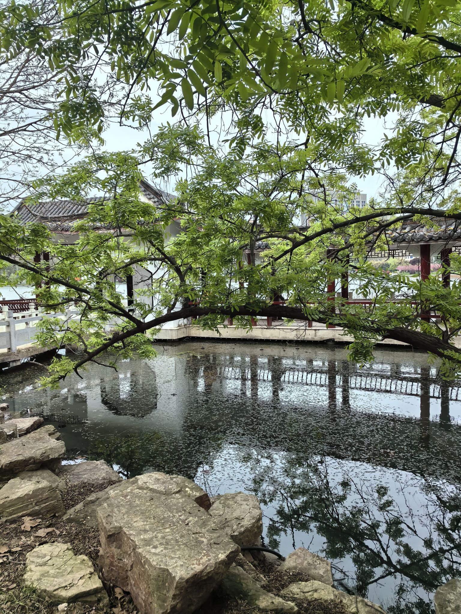 龙湖公园旅行图片
