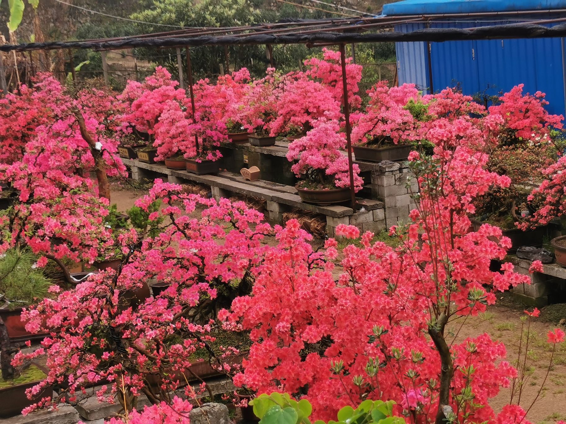 大别山国家地质公园旅行图片