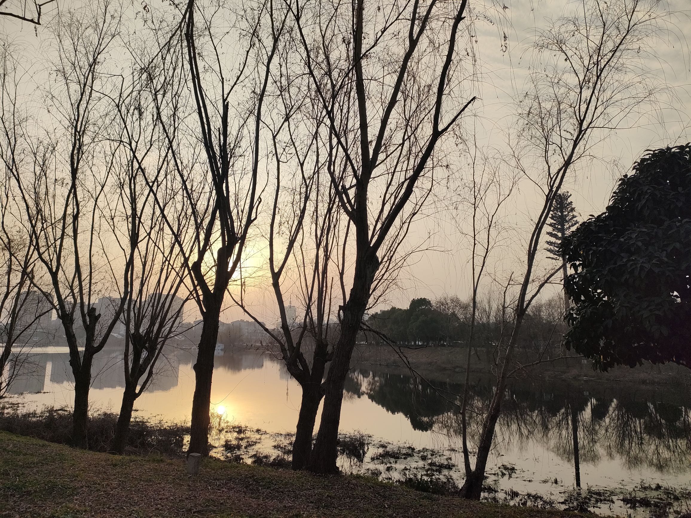 无为植物园旅行图片