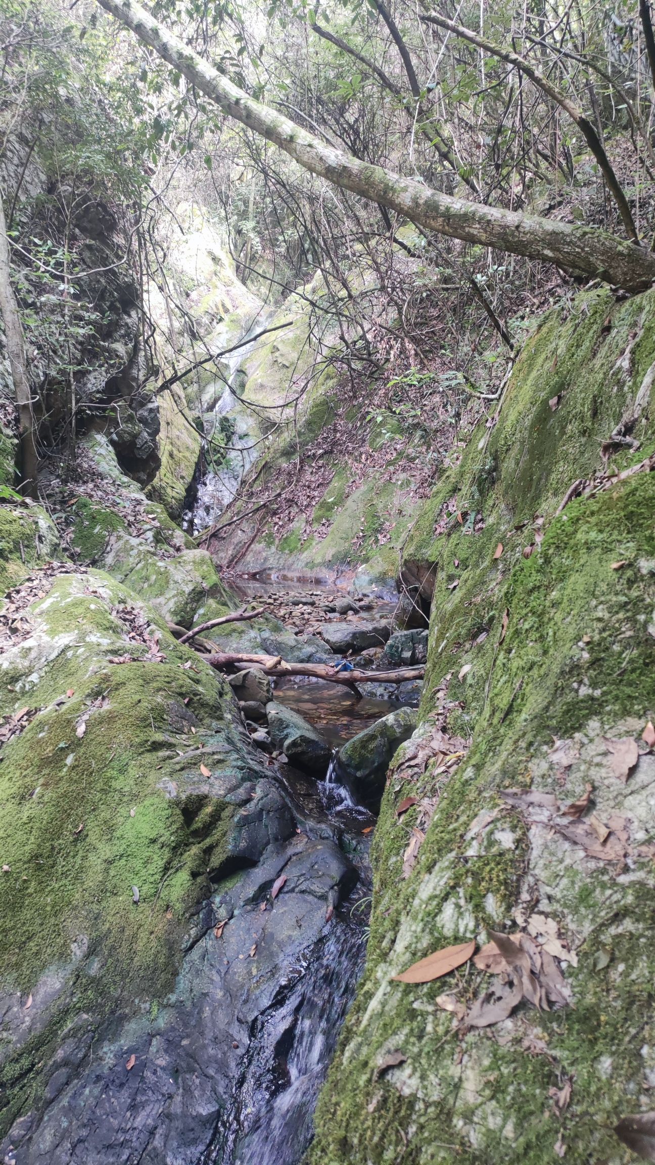 千岛湖森林氧吧