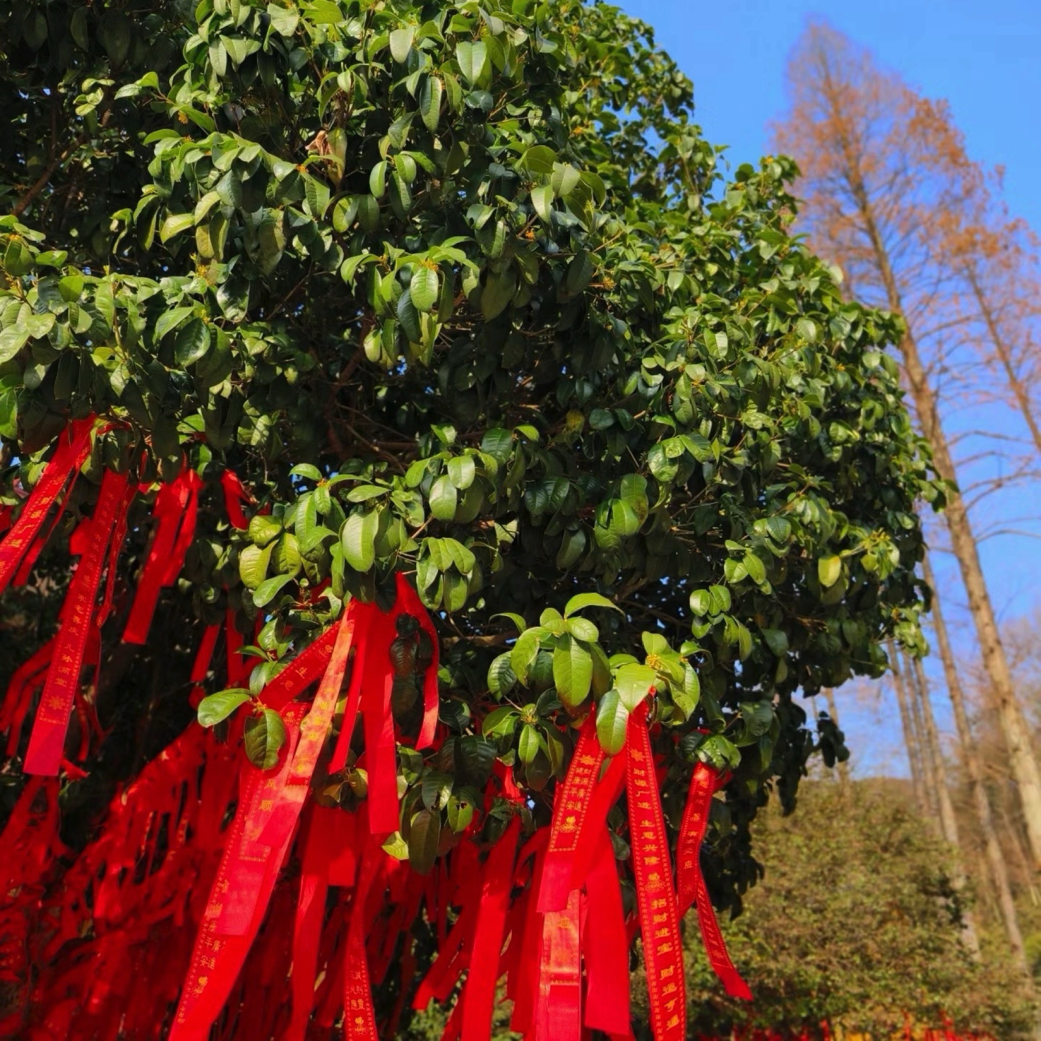 天钟山旅行图片
