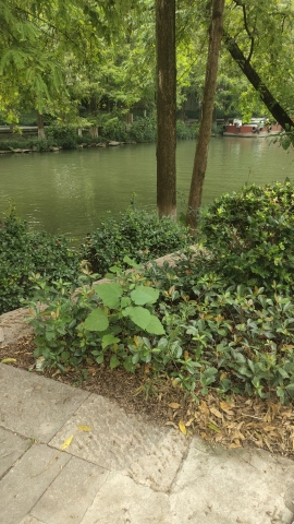 坝子桥