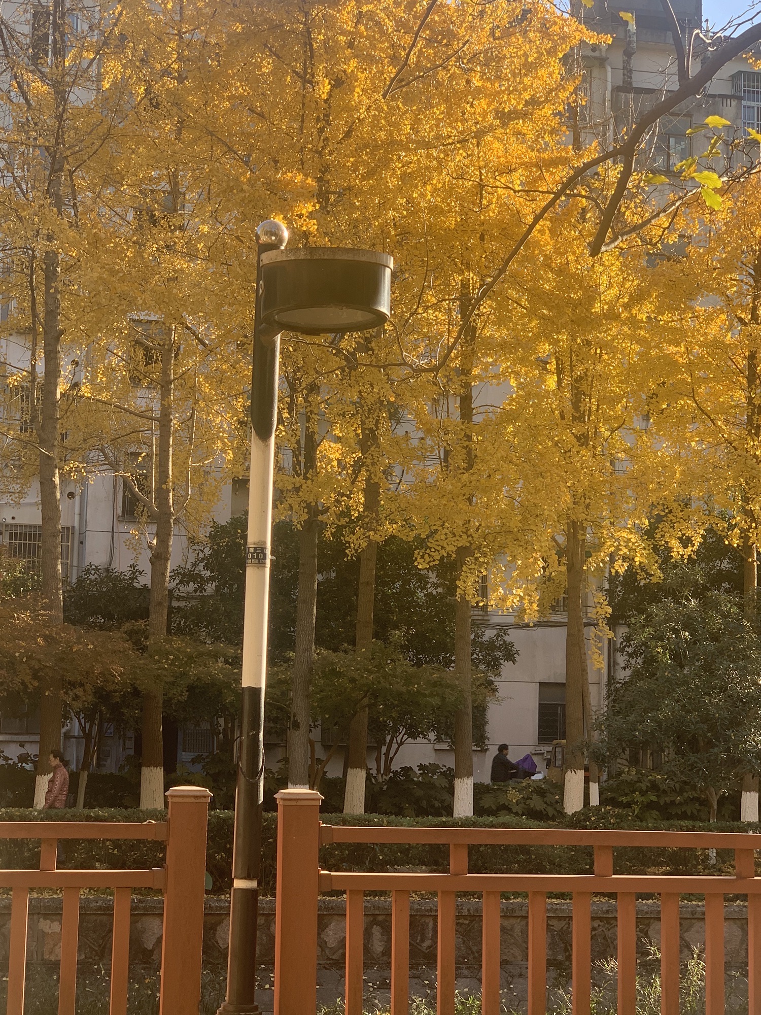朝晖文化公园旅行图片