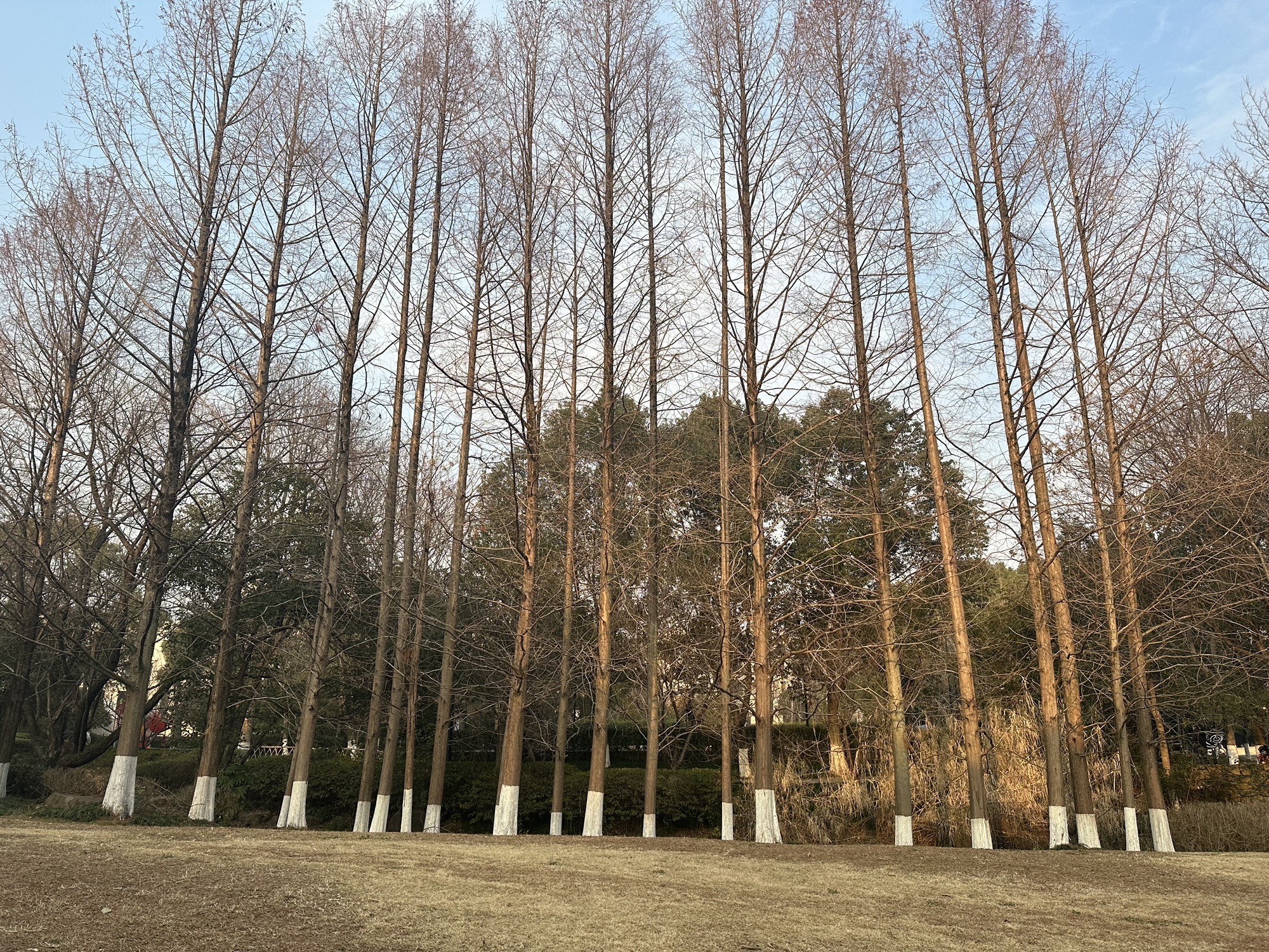 白鹭公园