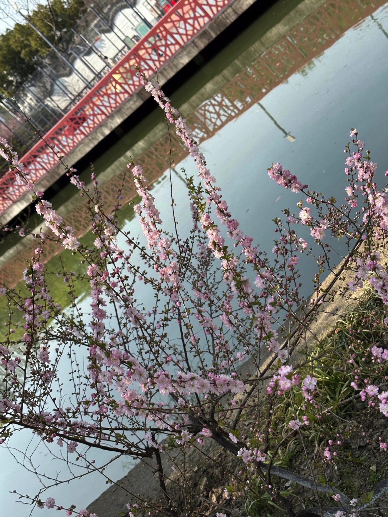 泗洲公园旅行图片
