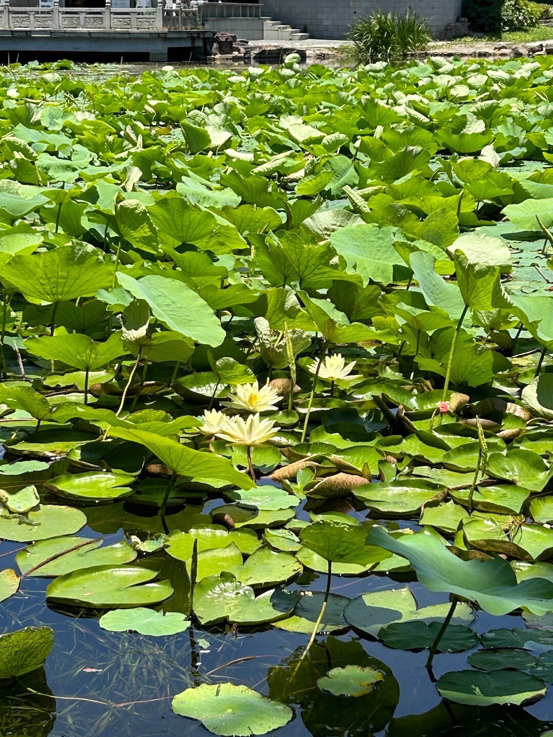 范蠡湖公园