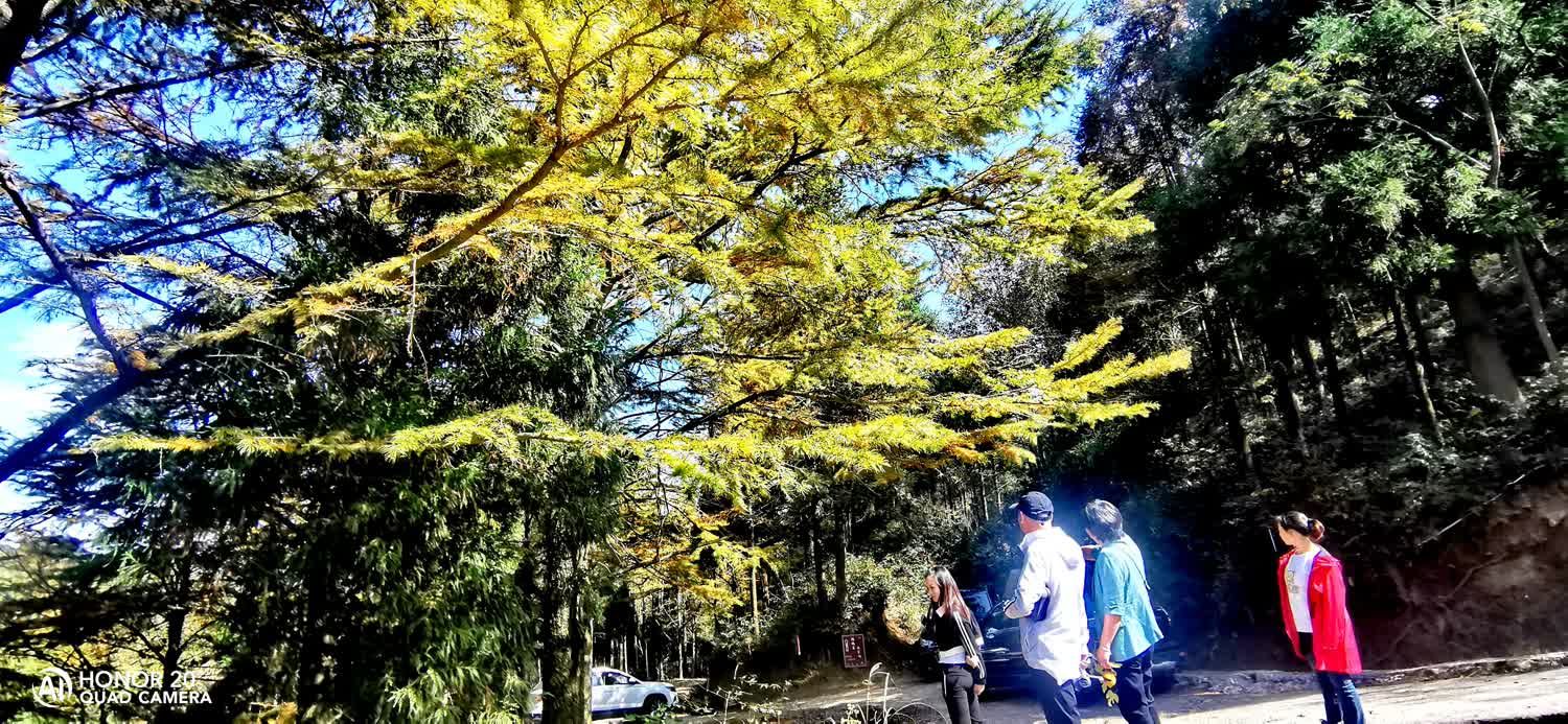 四明山国家森林公园旅行图片