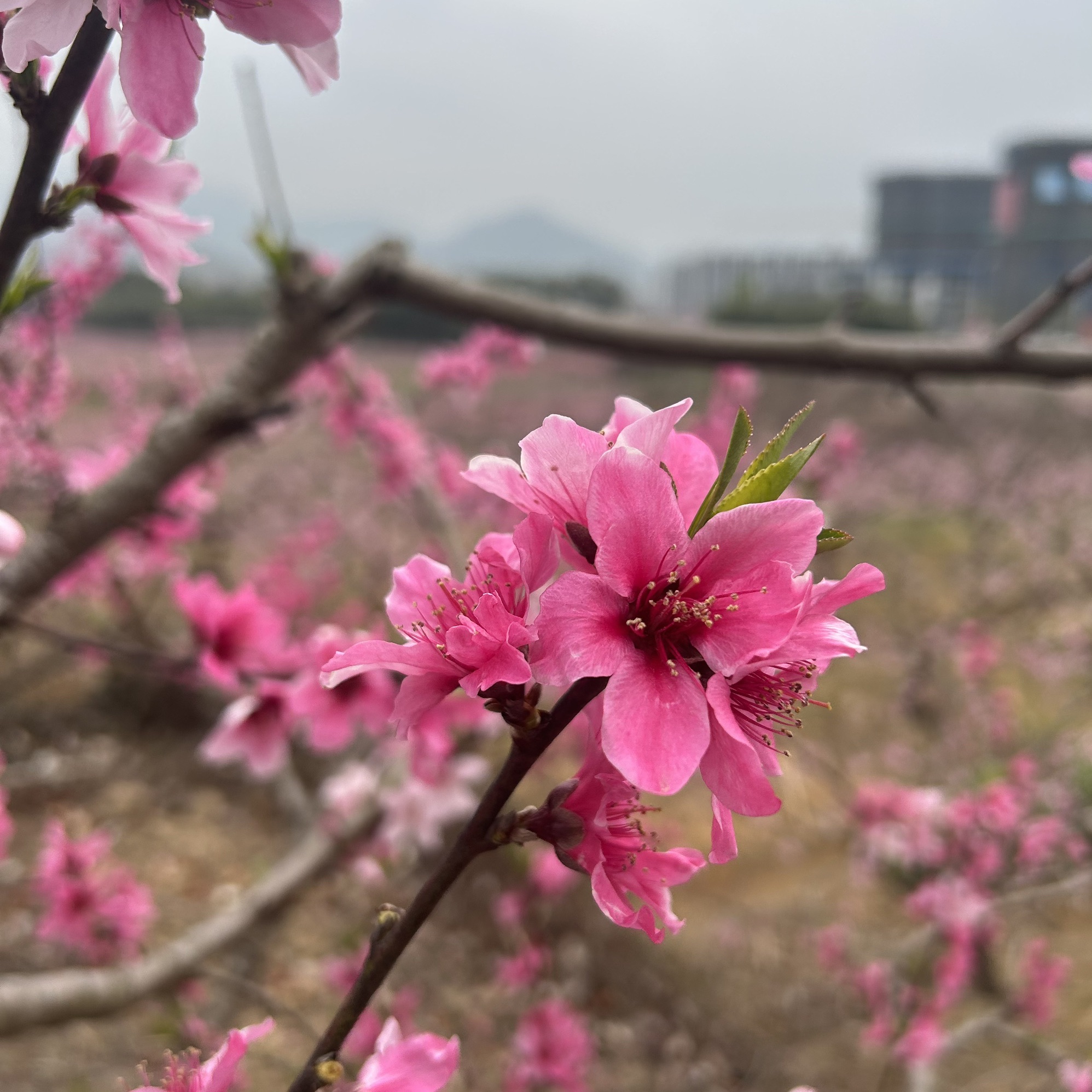 天下第一桃园旅行图片