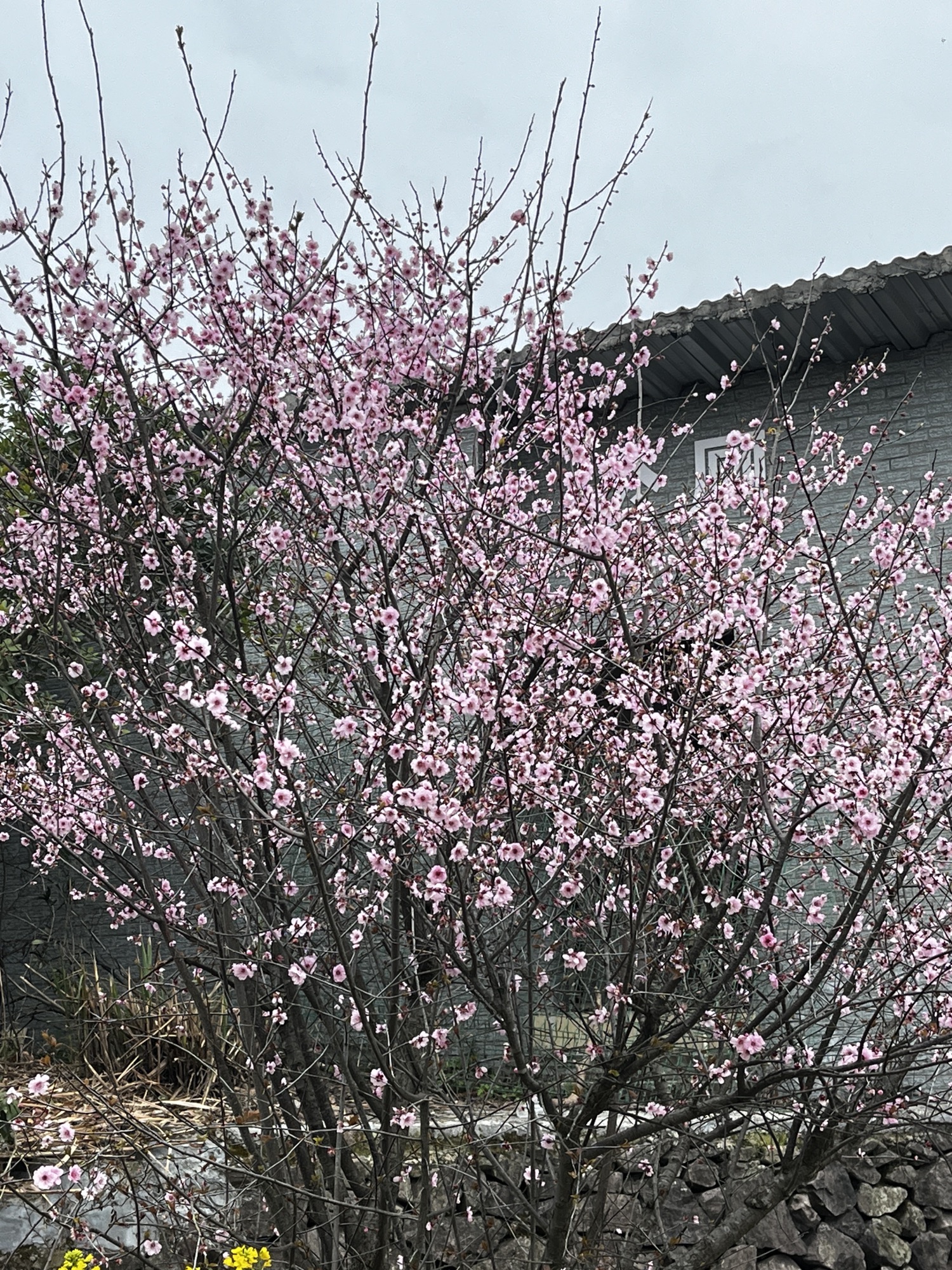 藤岭头旅行图片