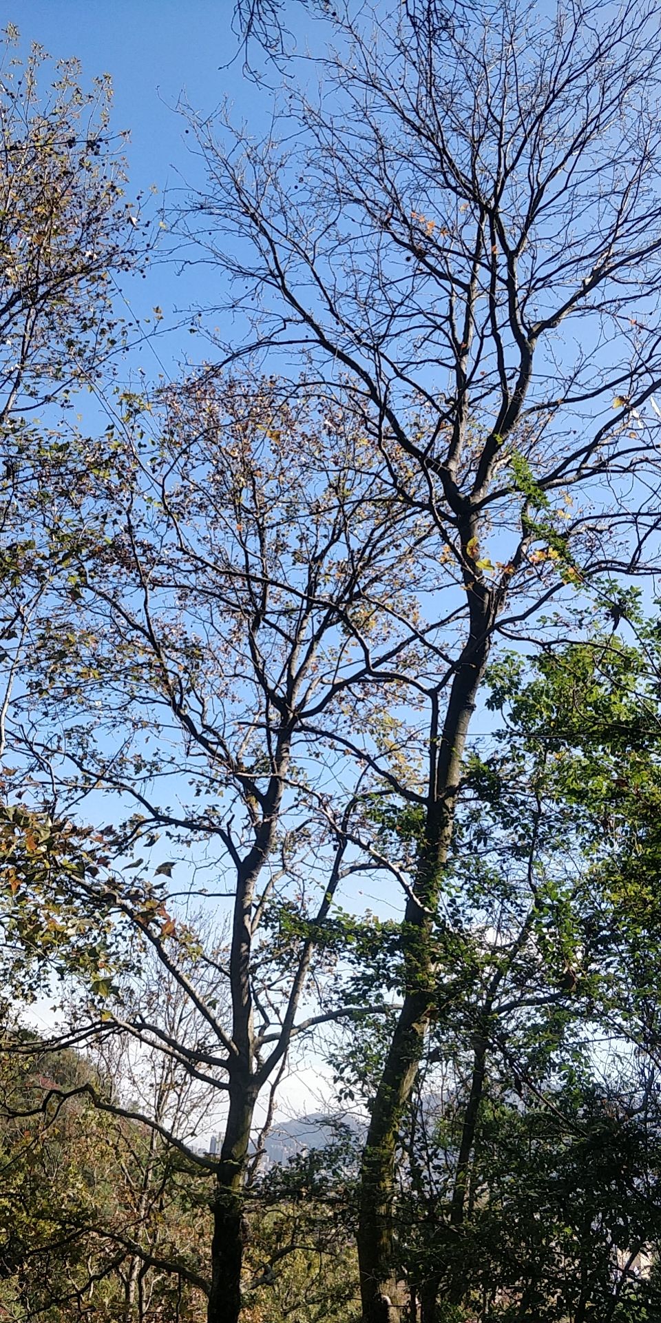 蓬溪村旅行图片