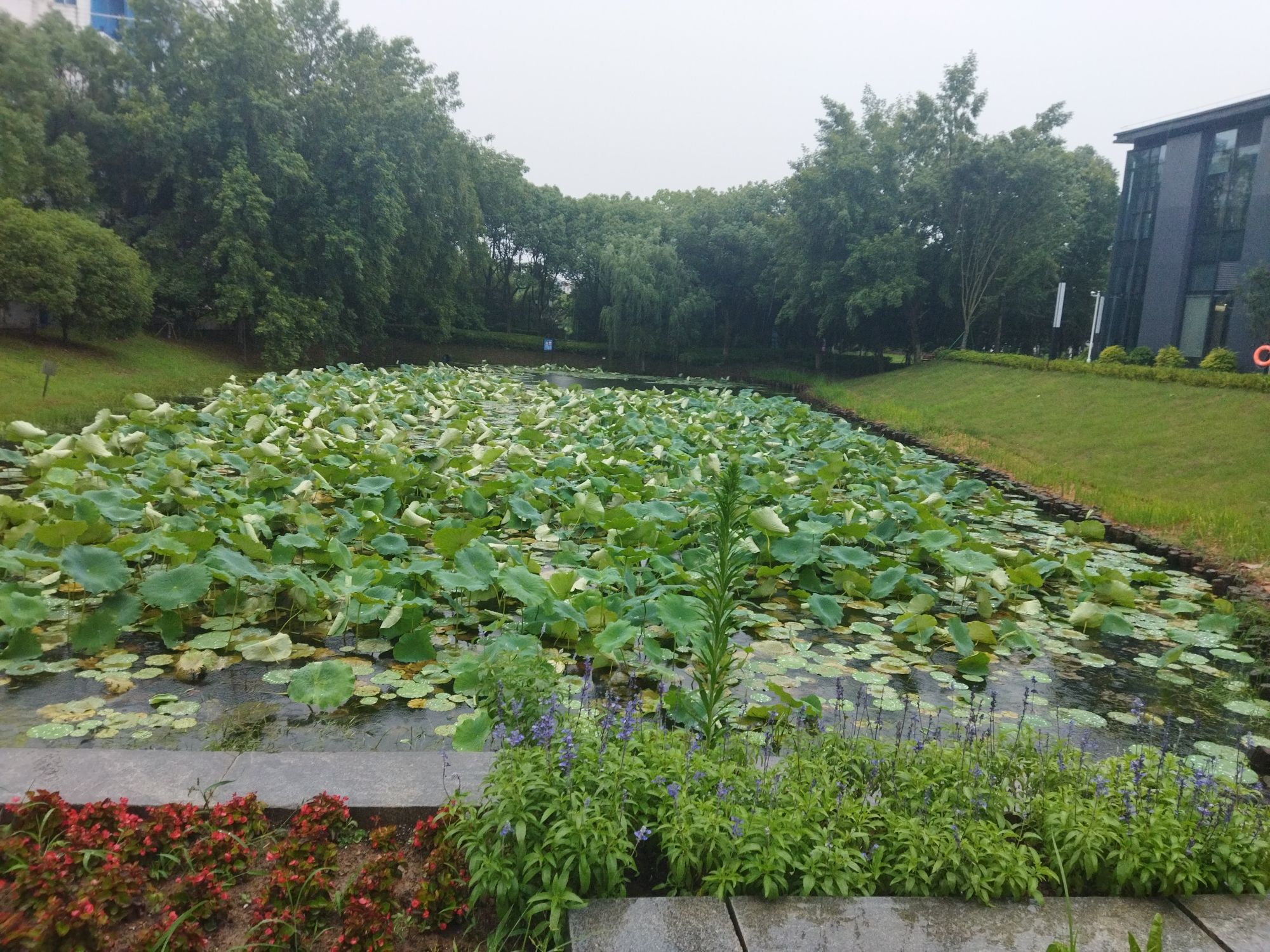 青湖公园