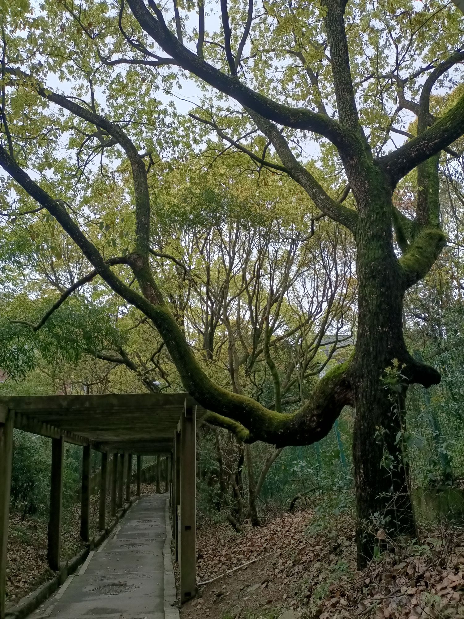 岱山风景名胜区旅行图片