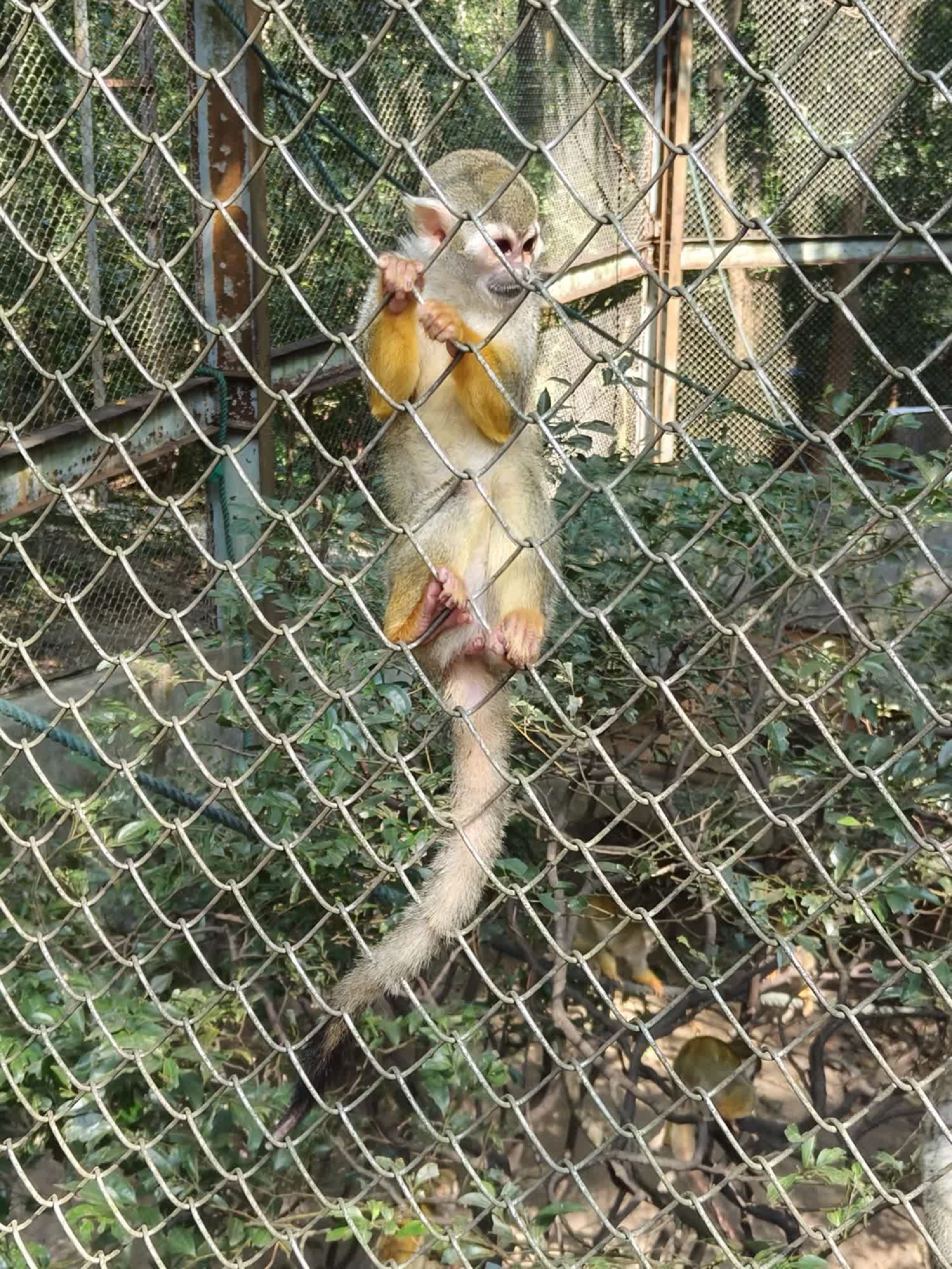 福州动物园旅行图片