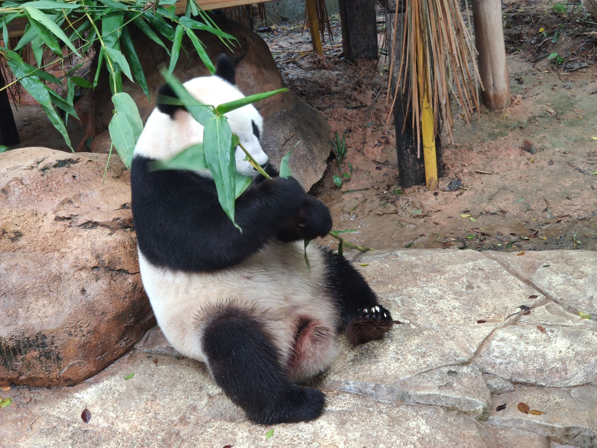 福州熊猫世界旅行图片