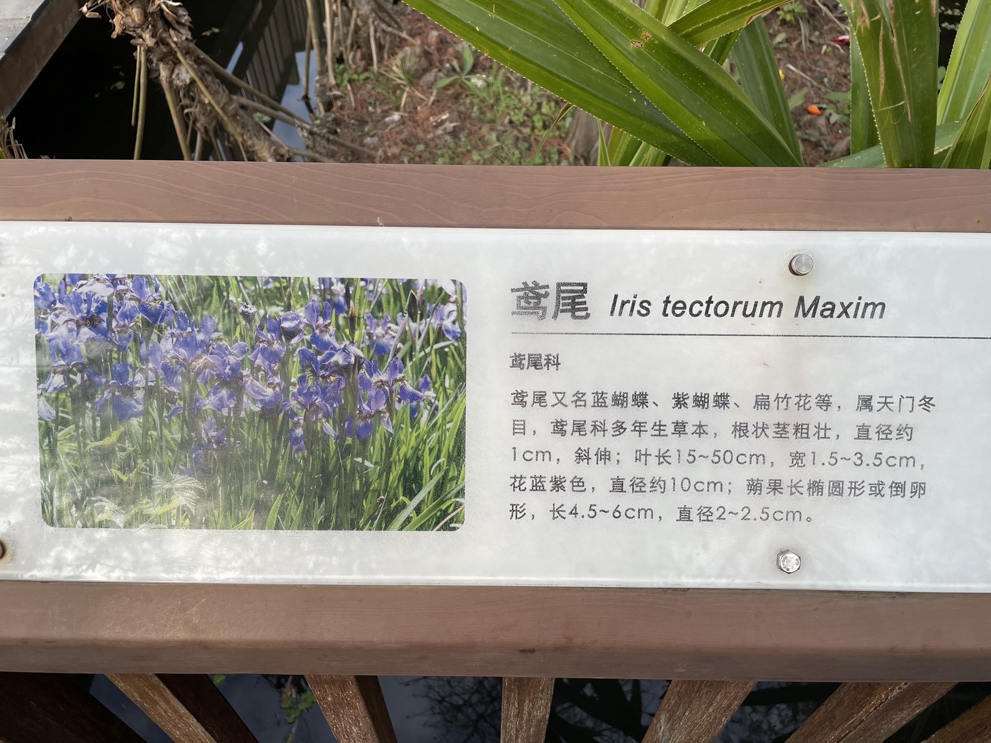 五缘湾湿地公园