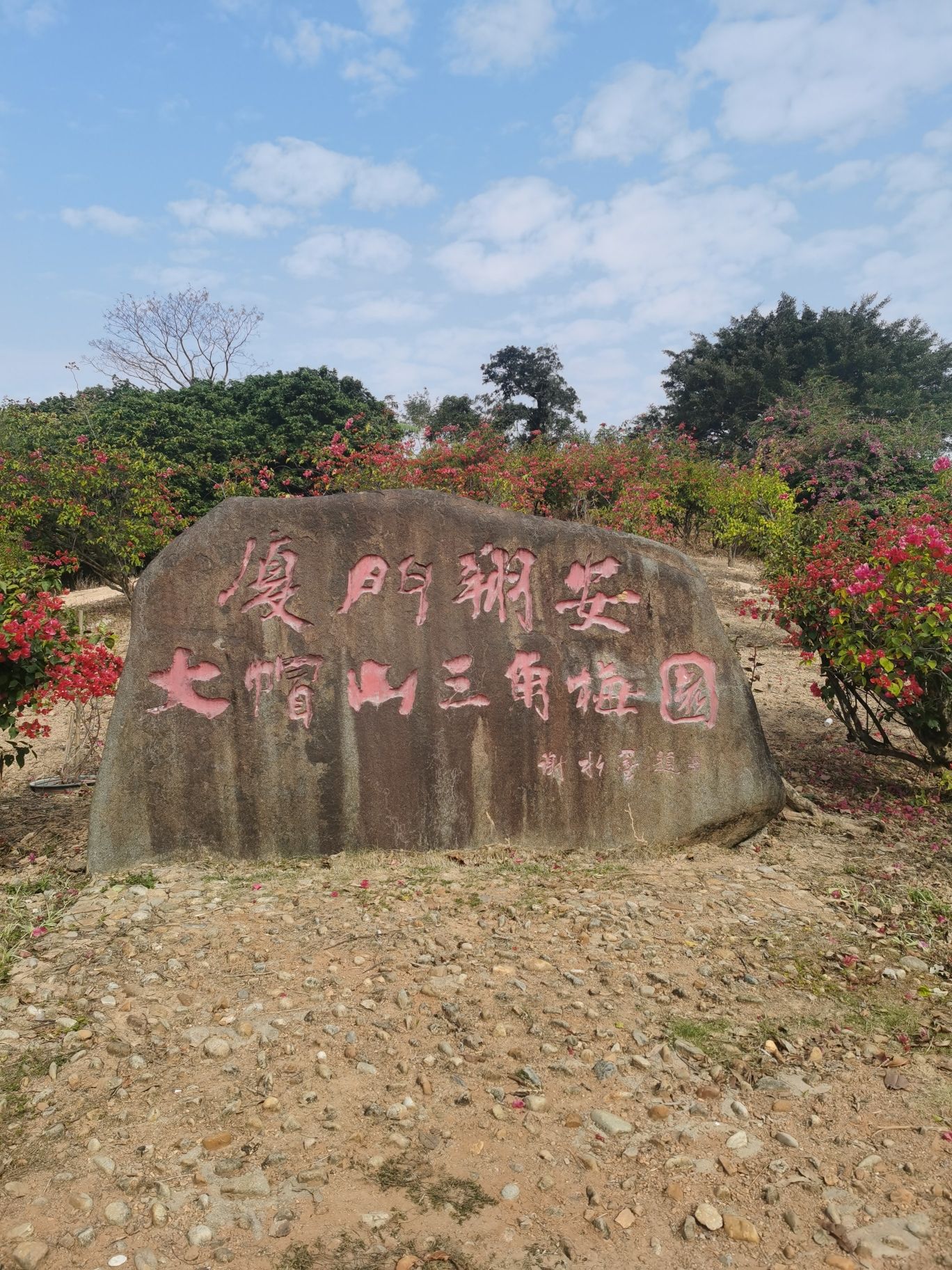 大帽山三角梅园旅行图片
