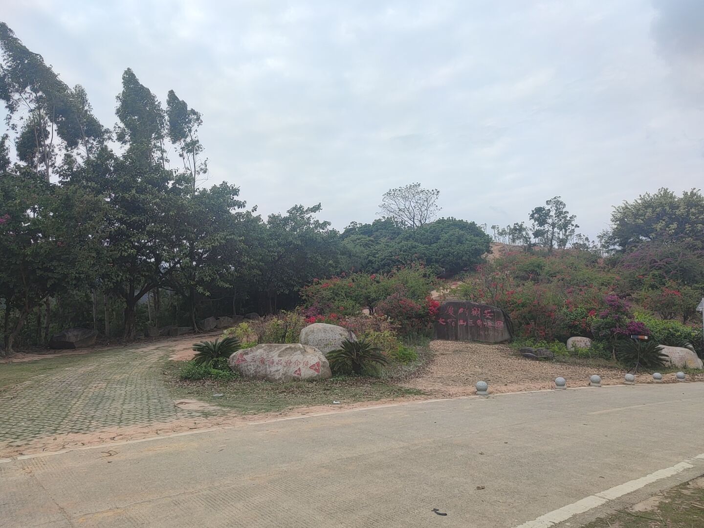 大帽山三角梅园旅行图片