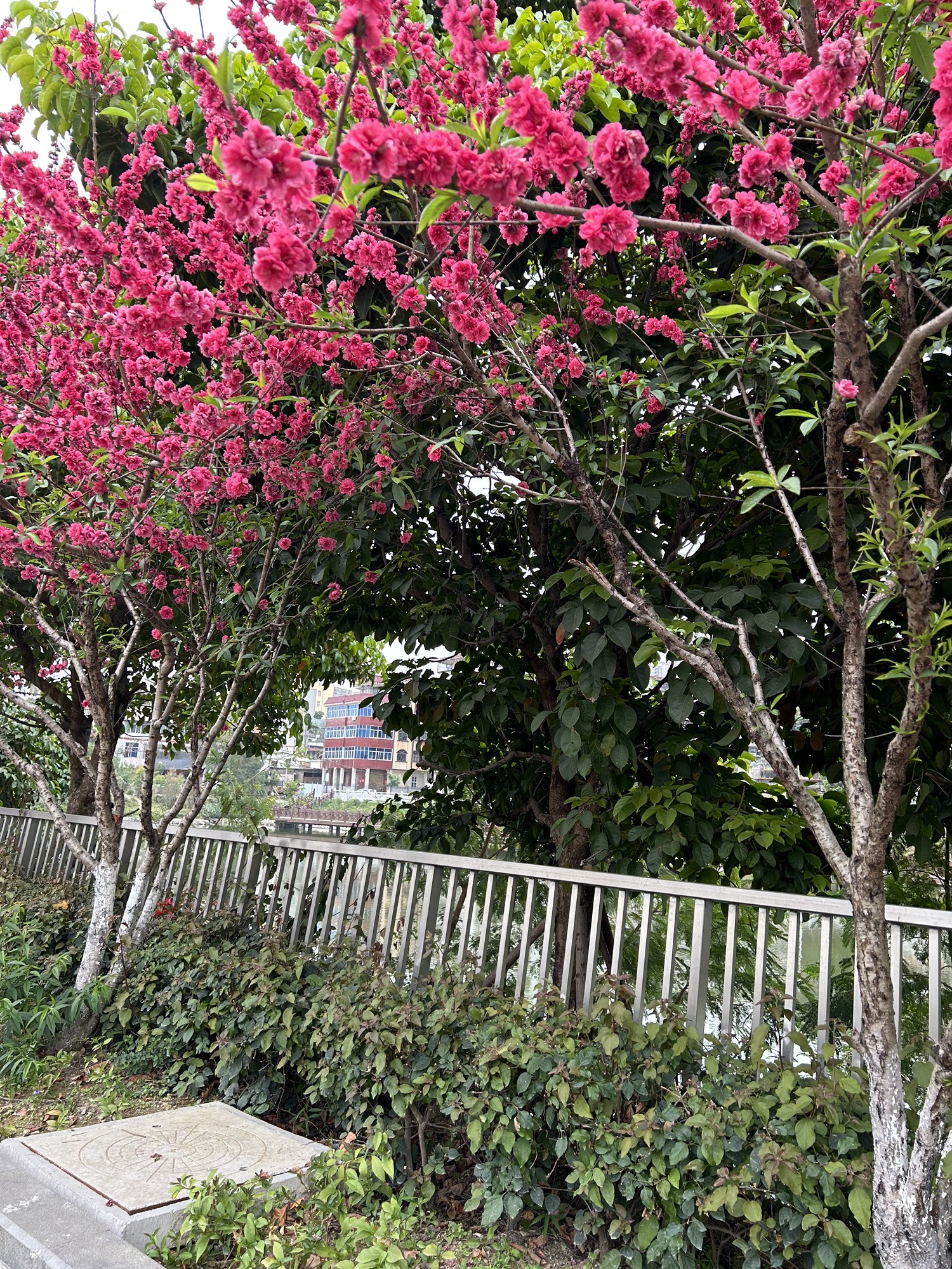 柳湖公园旅行图片