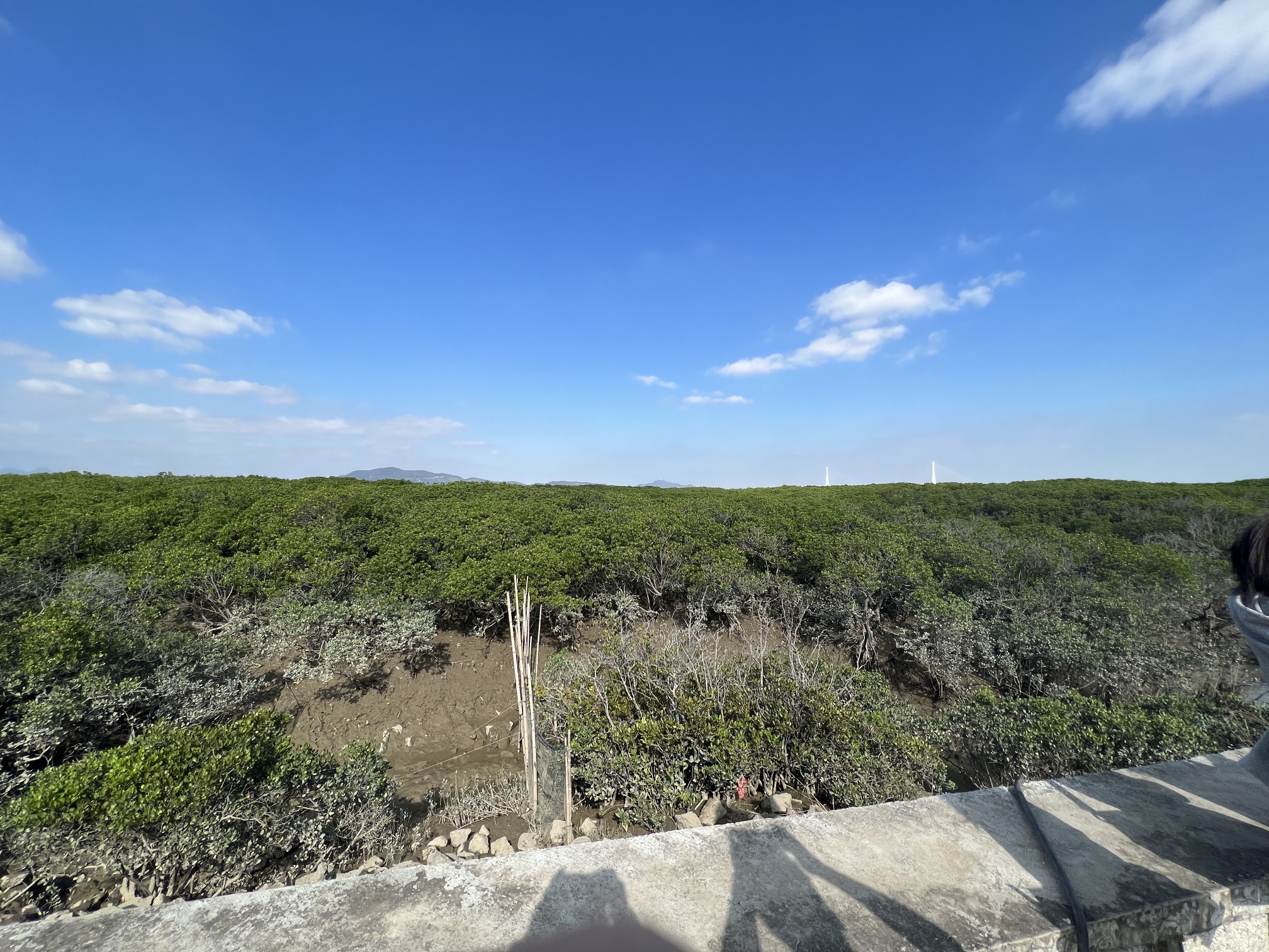 龙海红树林自然保护区旅行图片