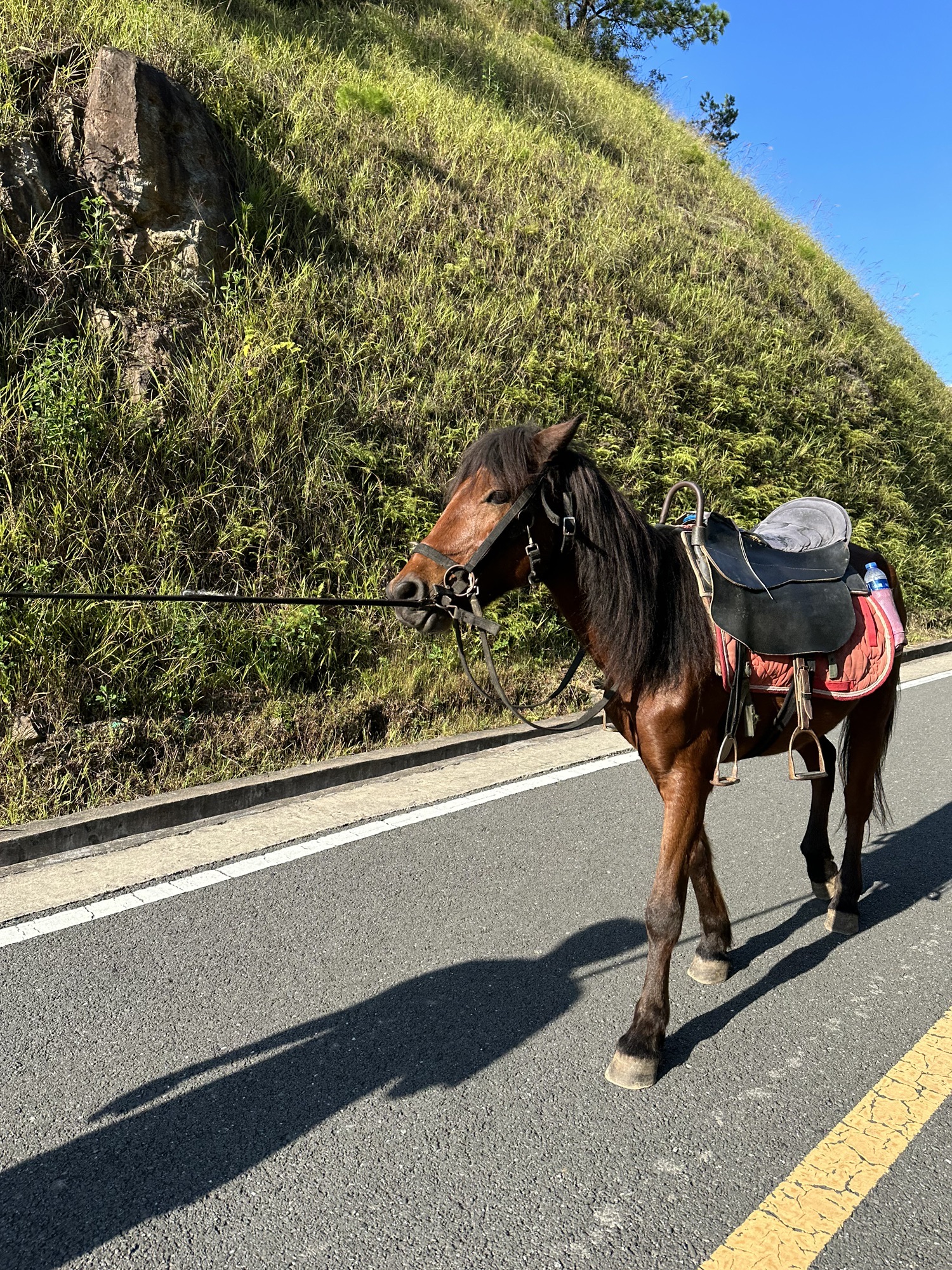 龙岩梅花山虎园