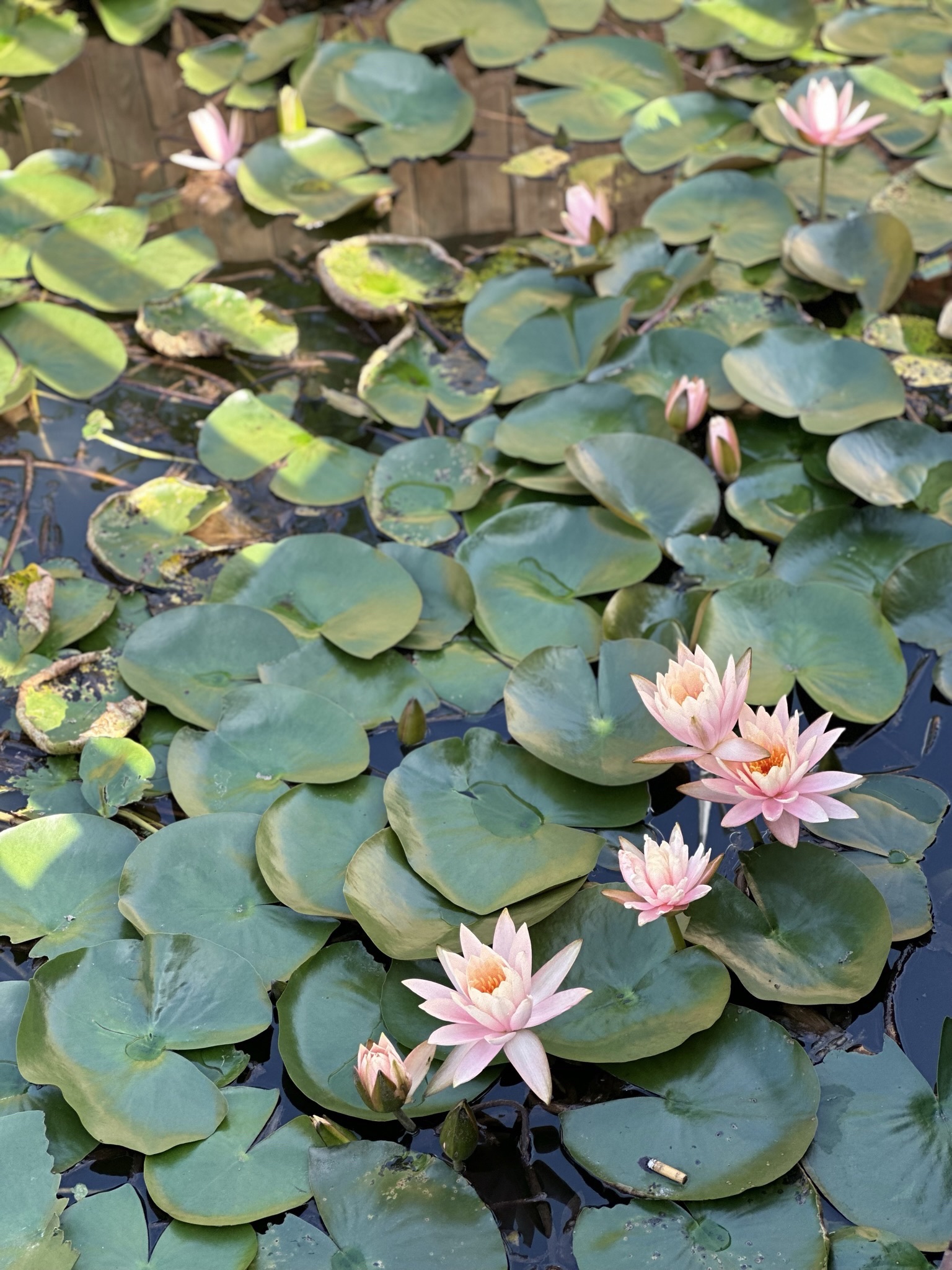 龙湖公园旅行图片