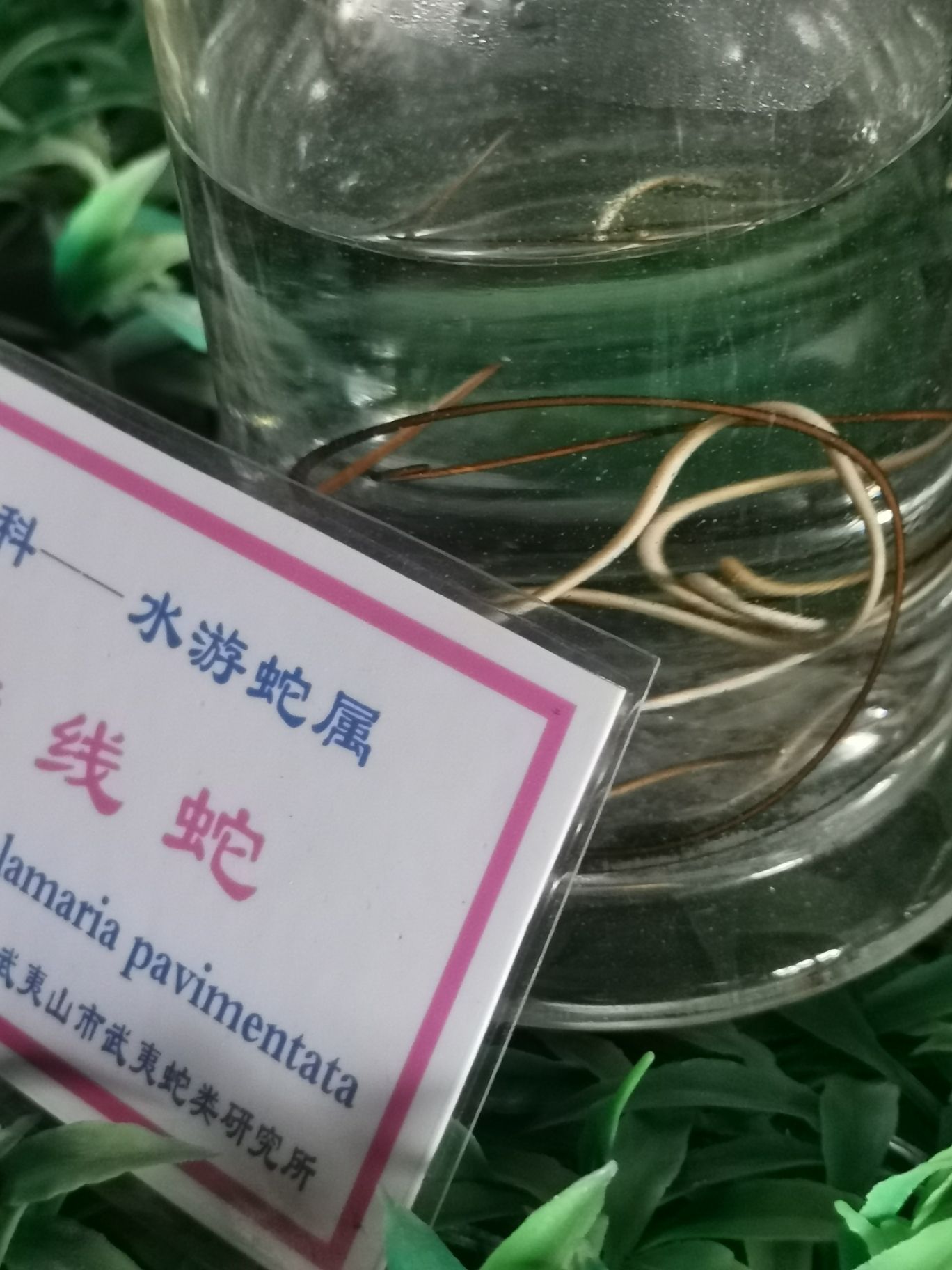 武夷蛇博园