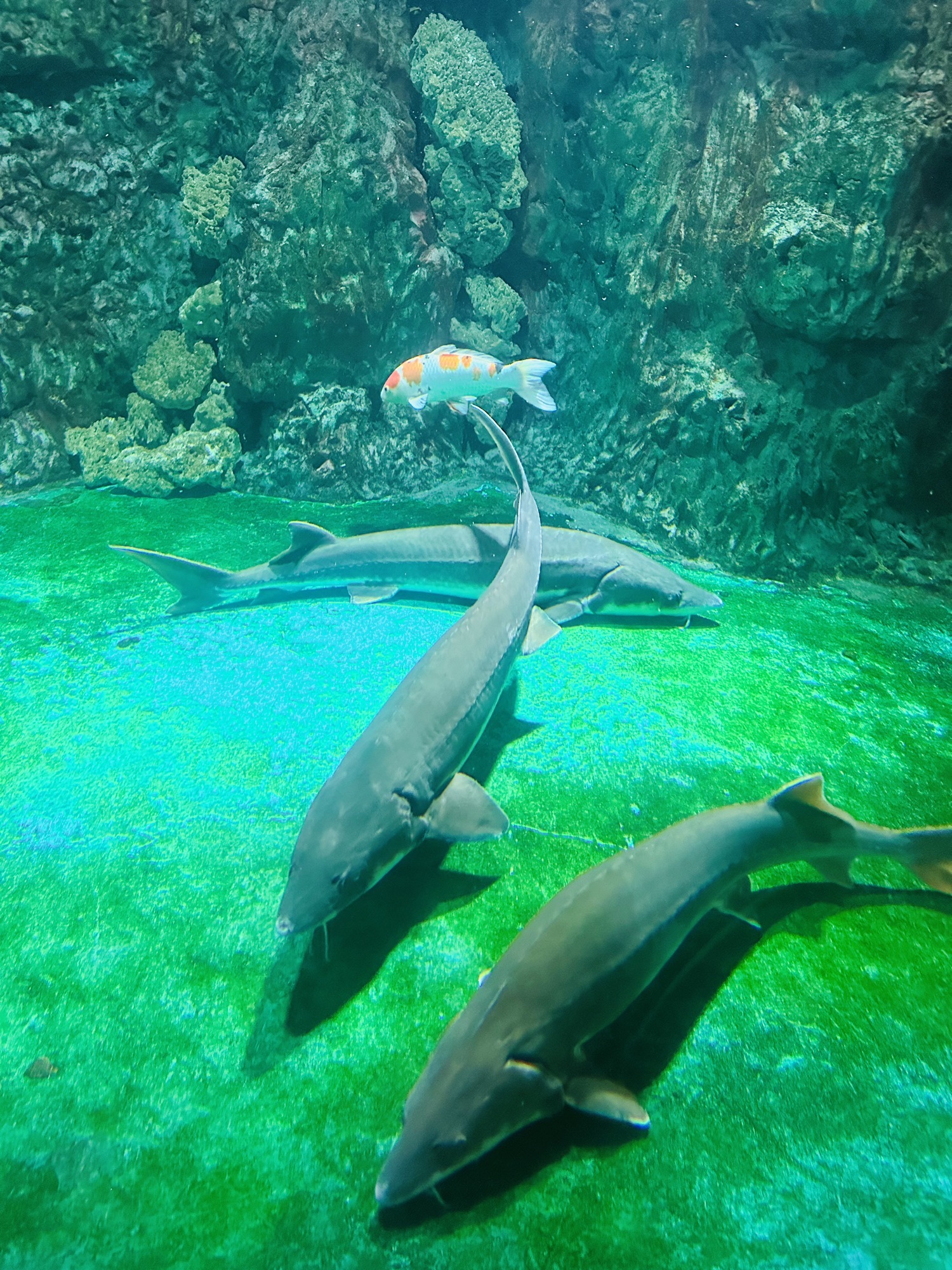 威海国际海水浴场