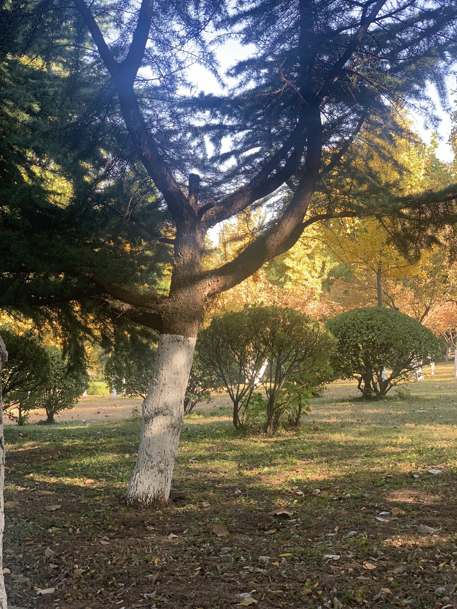 莲河公园