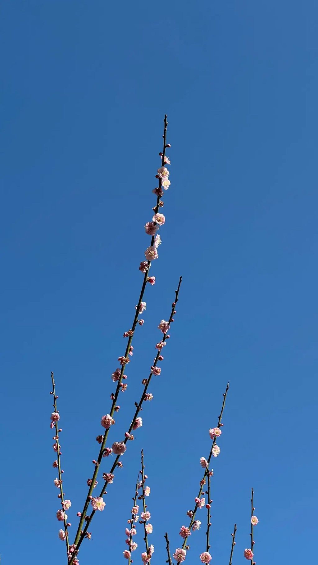 广东天马山旅游景区旅行图片