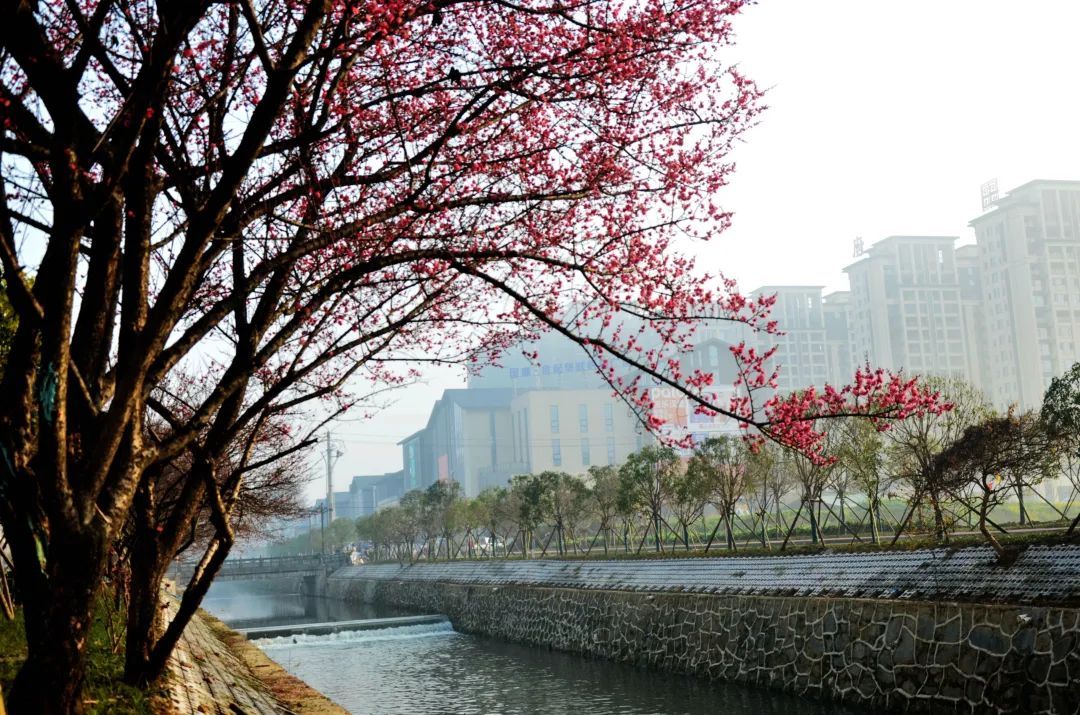 梅川广场旅行图片