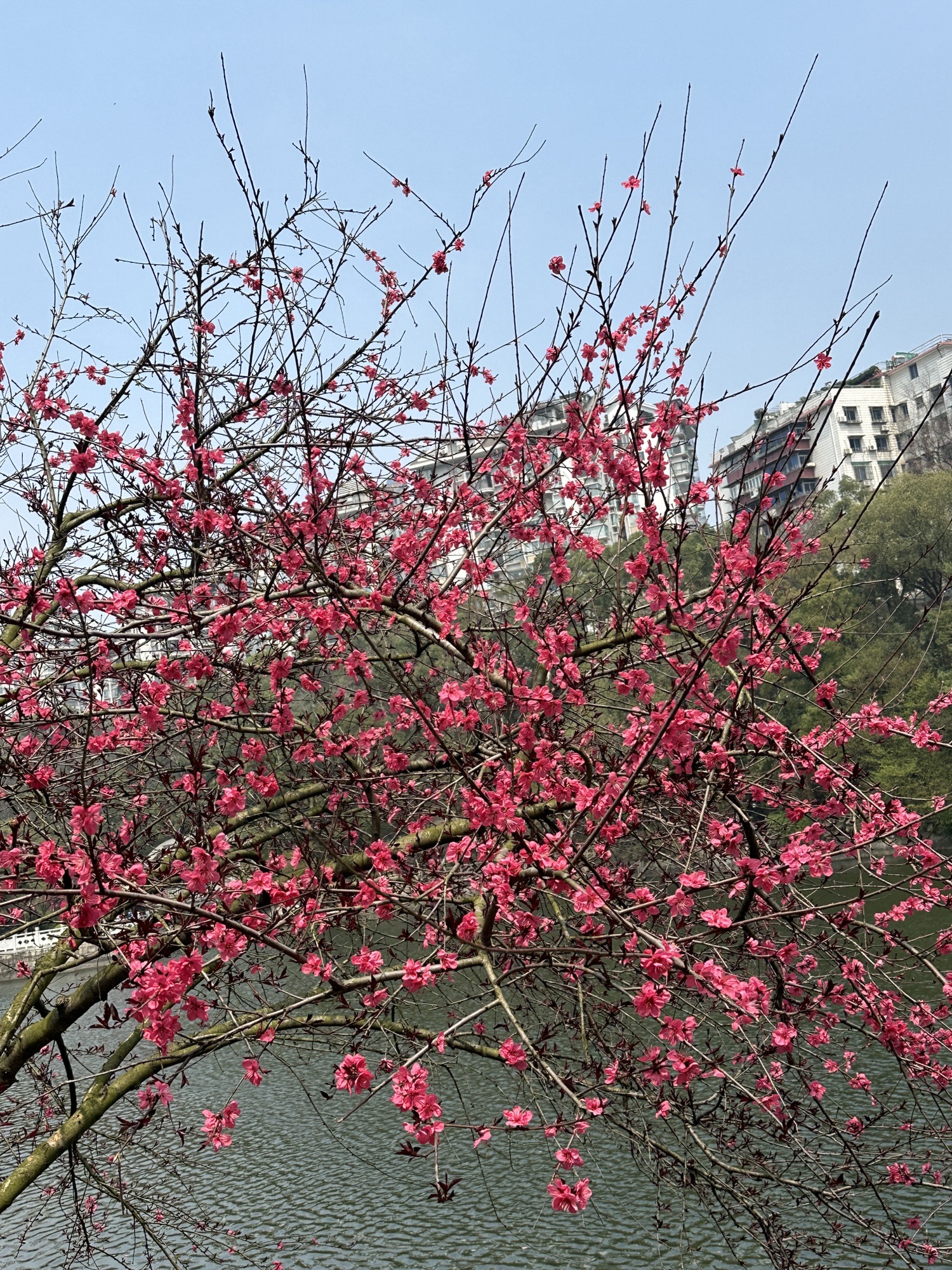 长沙市望月公园
