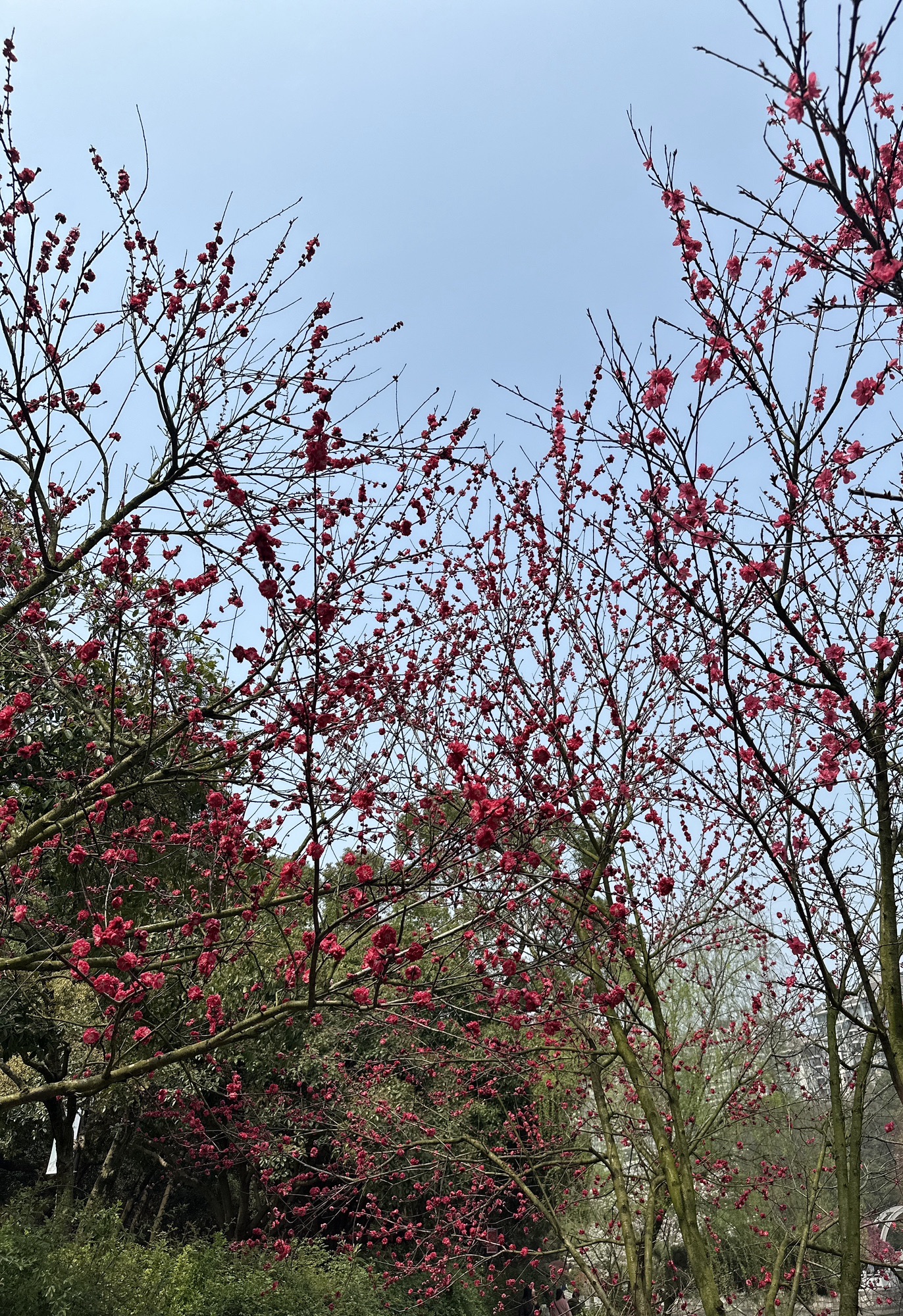 长沙市望月公园旅行图片