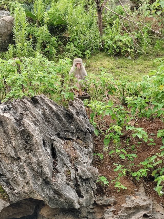 长沙生态动物园旅行图片