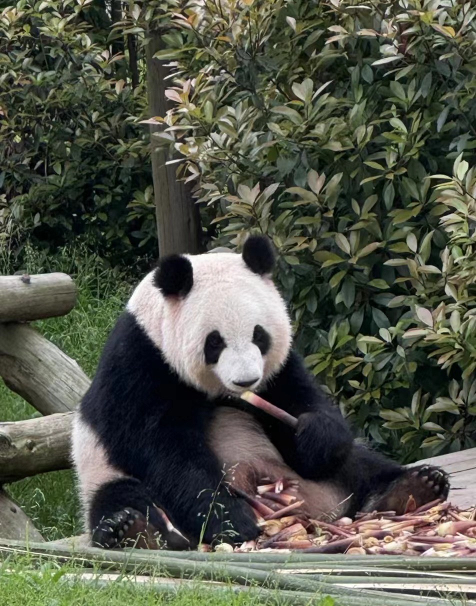 长沙生态动物园旅行图片