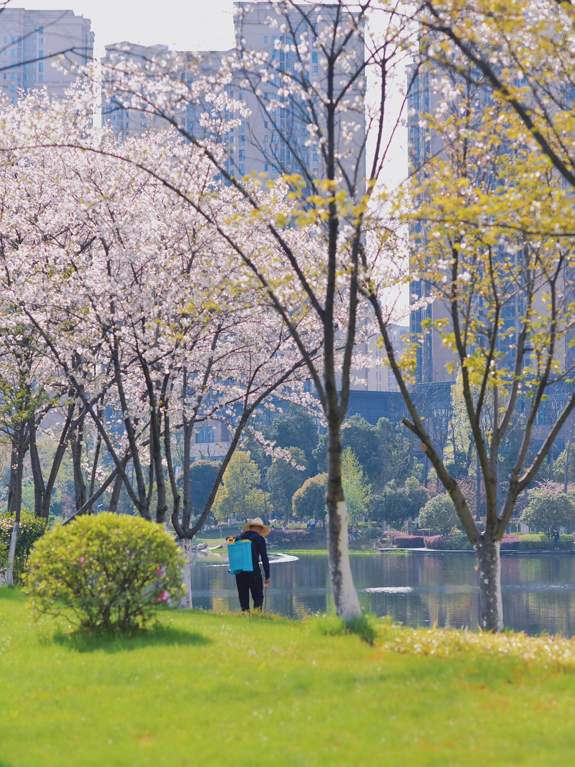 梅溪湖公园旅行图片