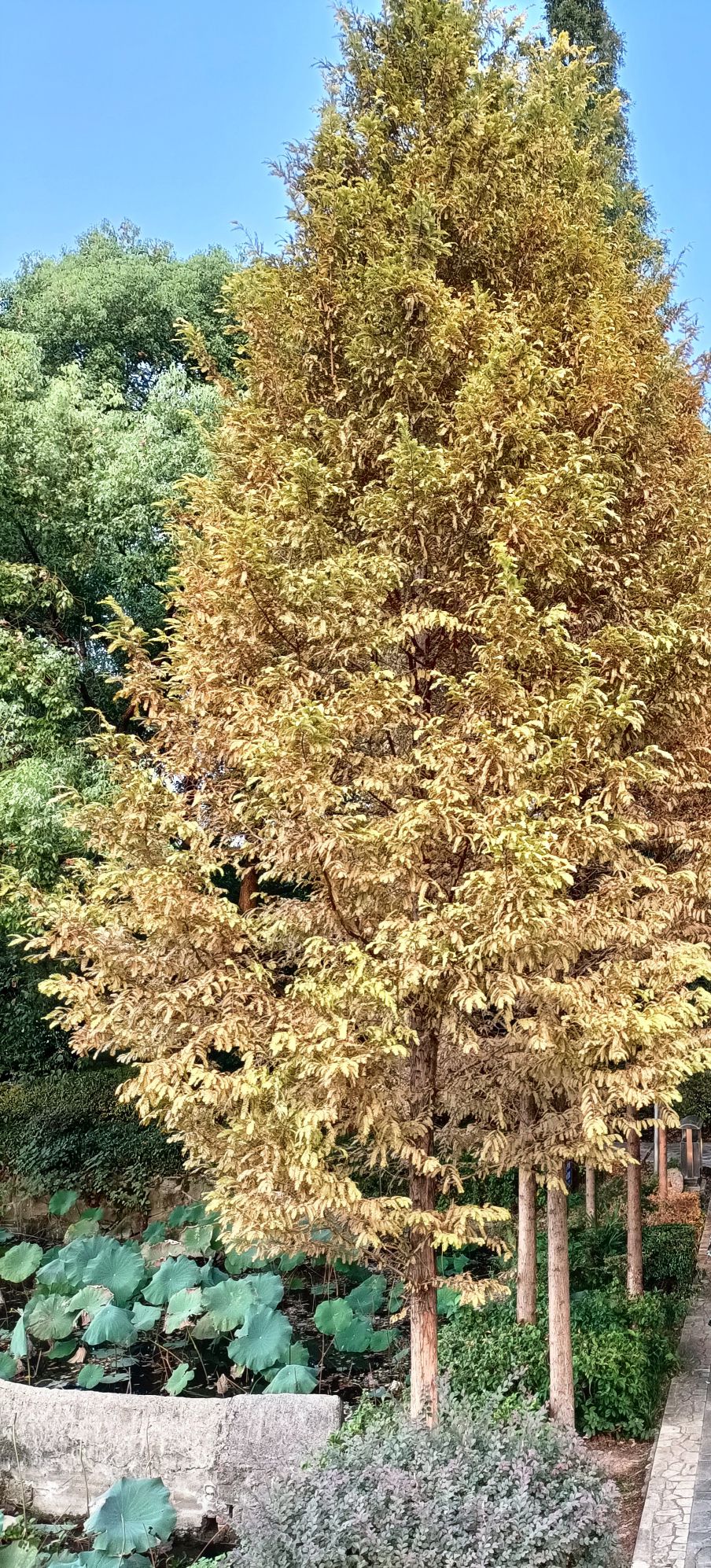 西湖公园旅行图片