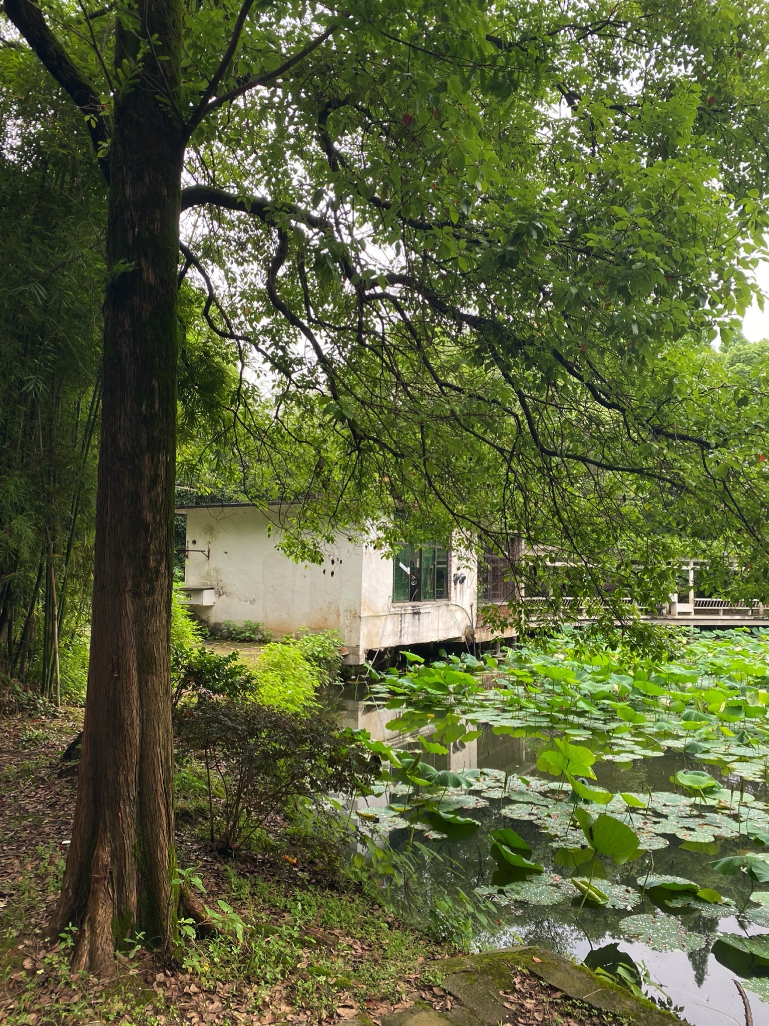 西湖公园旅行图片
