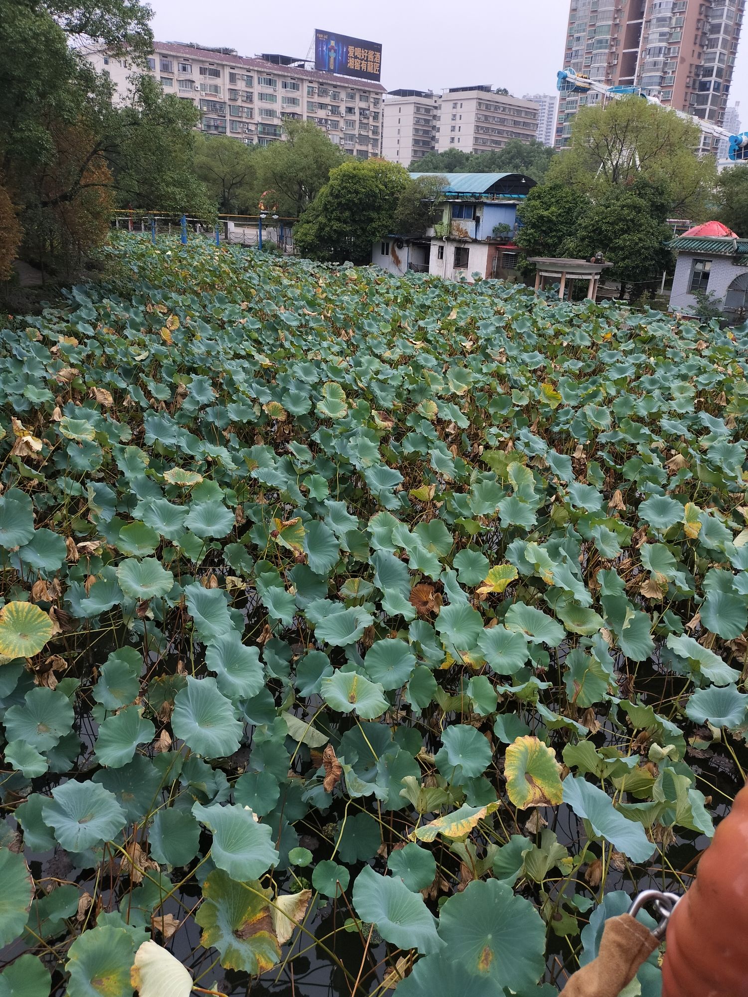 西湖公园旅行图片