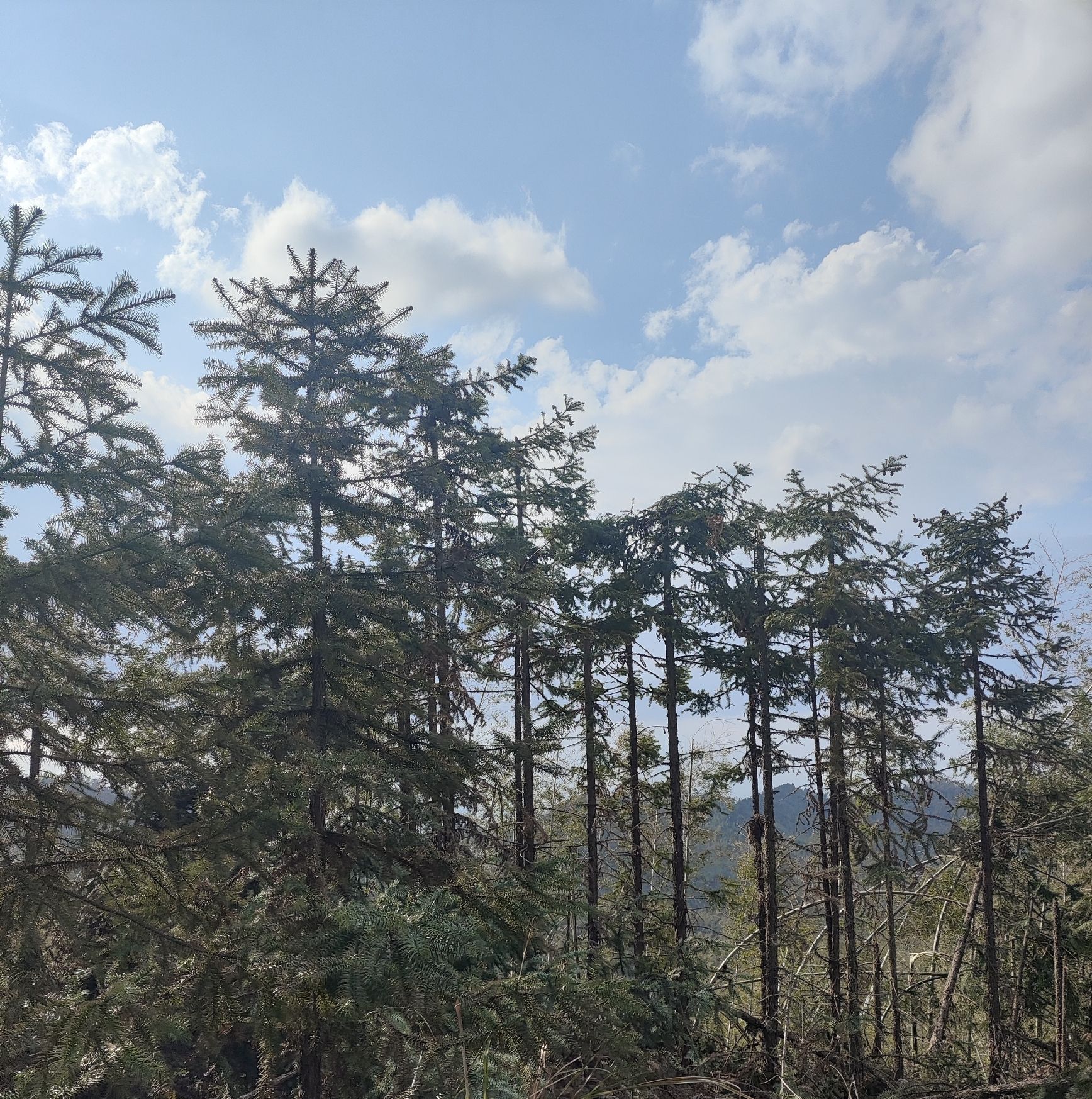 大义山旅行图片