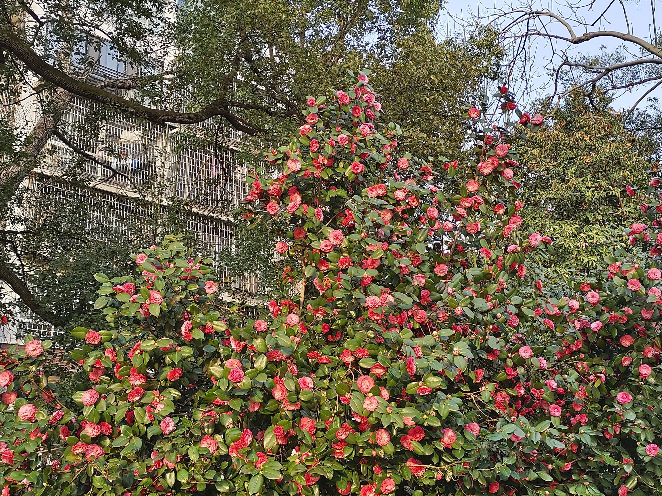 滨湖公园旅行图片