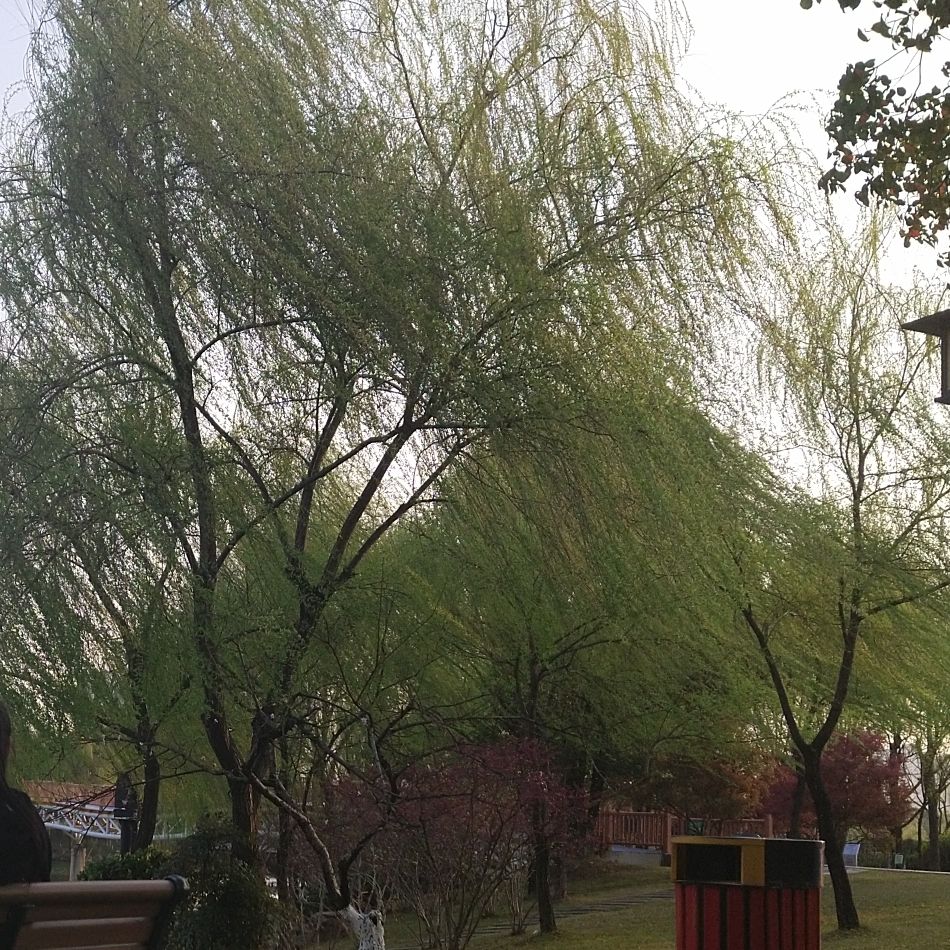白马湖文化公园旅行图片