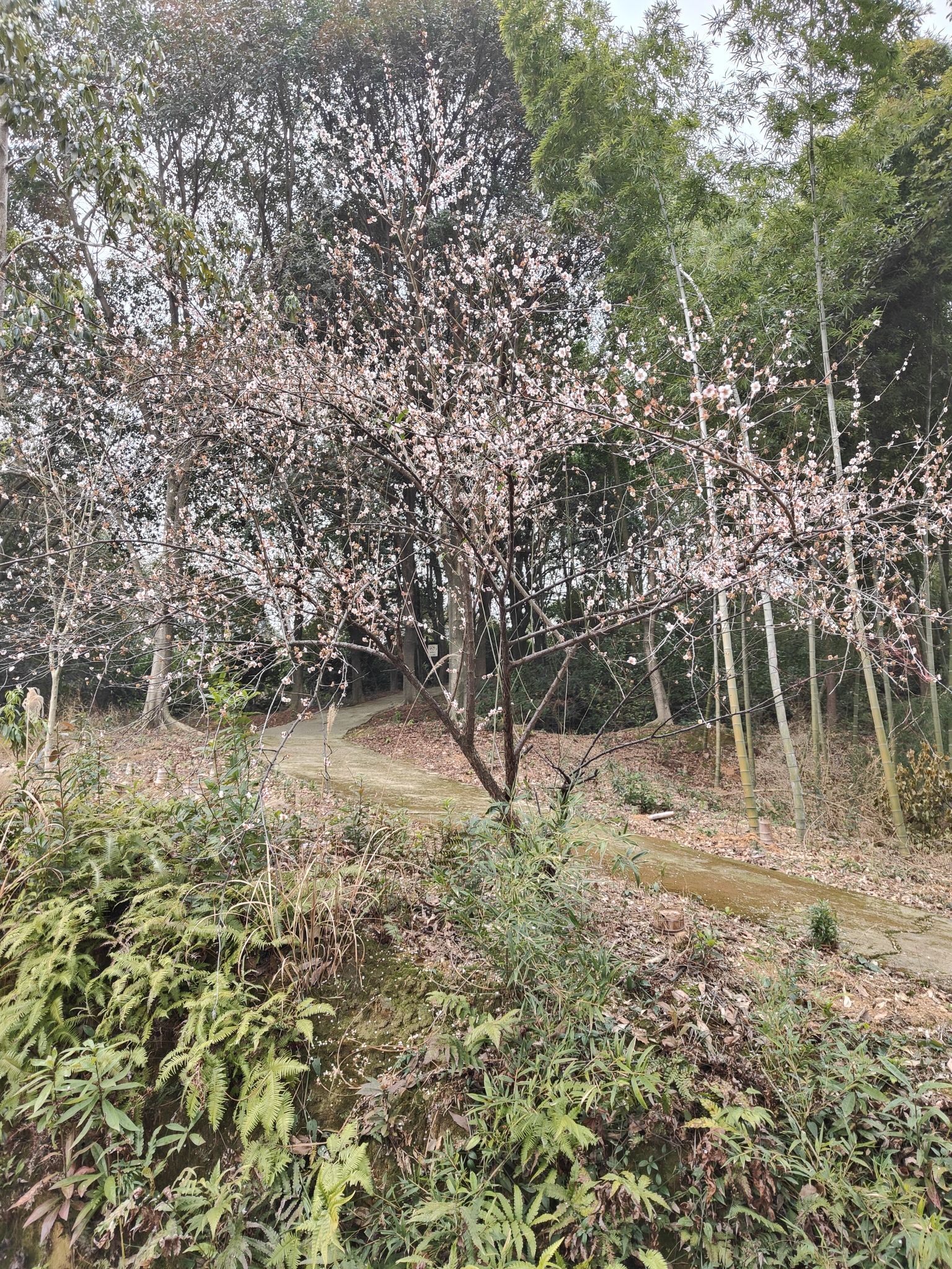 益阳北峰山森林公园-益阳百竹园