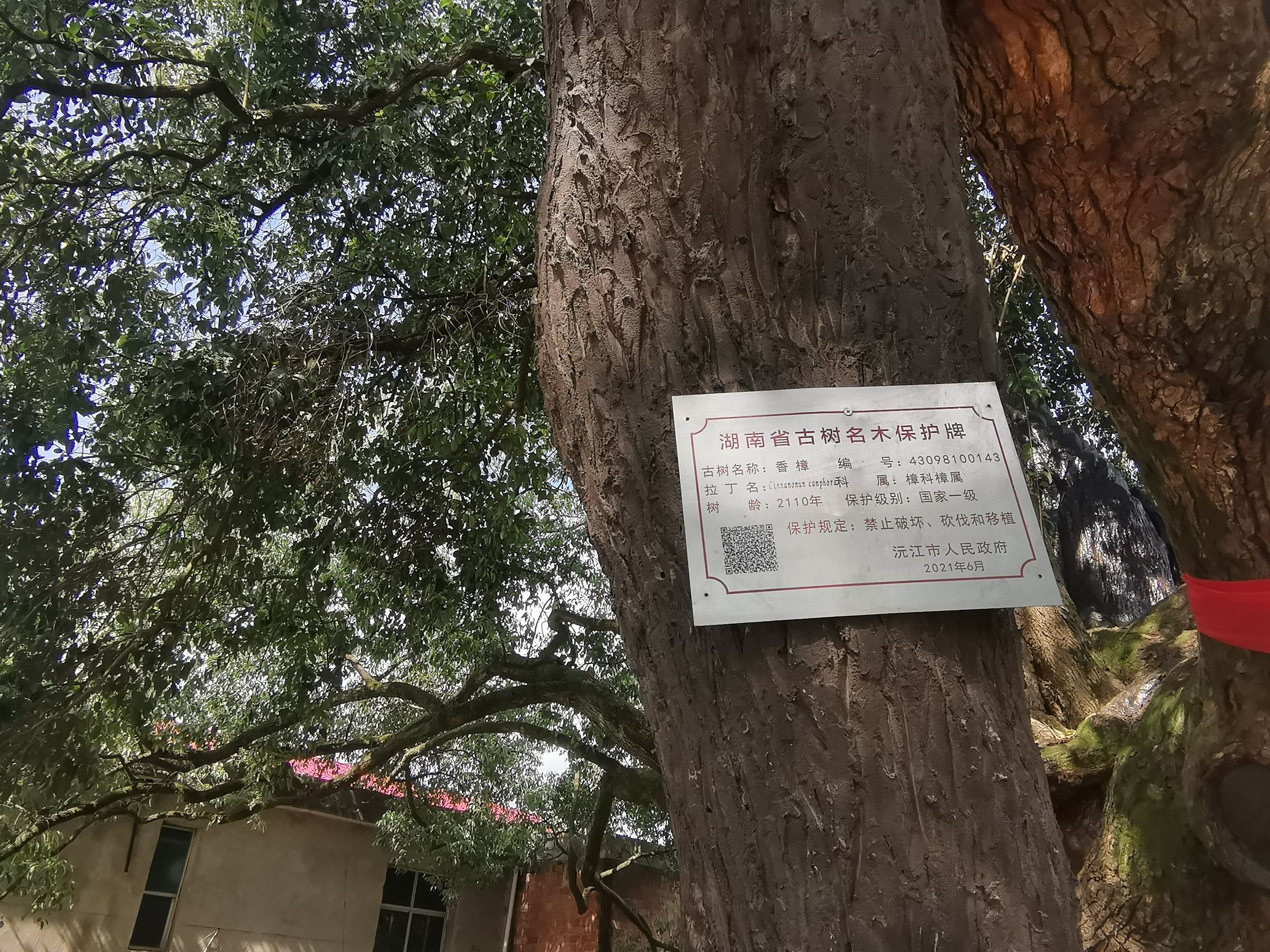 樟抱腊