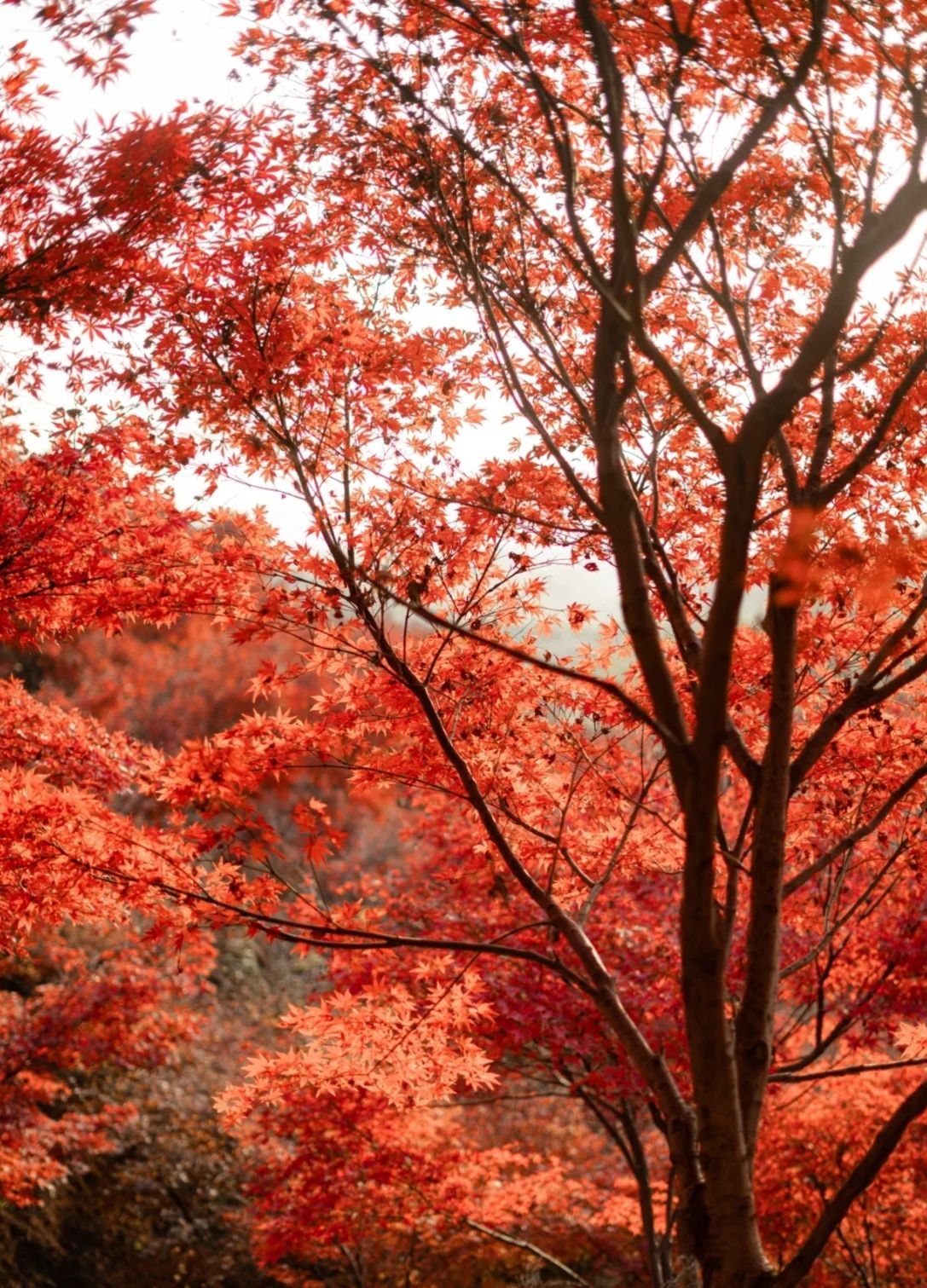 东方新绿洲北塔生态园旅行图片